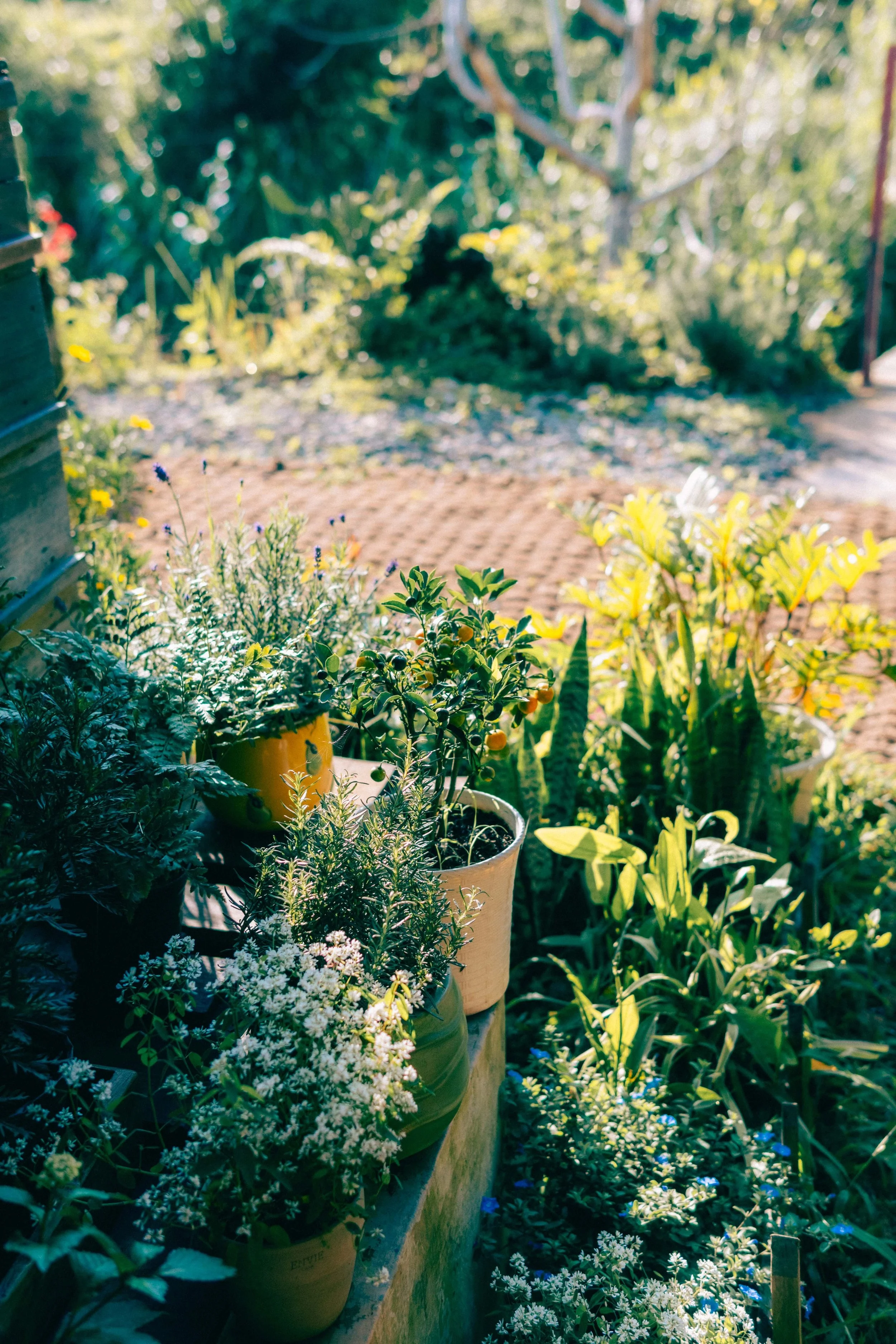 A collection of potted plants with green foliage and small white flowers in a garden setting, with sunlight filtering through the trees in the background.