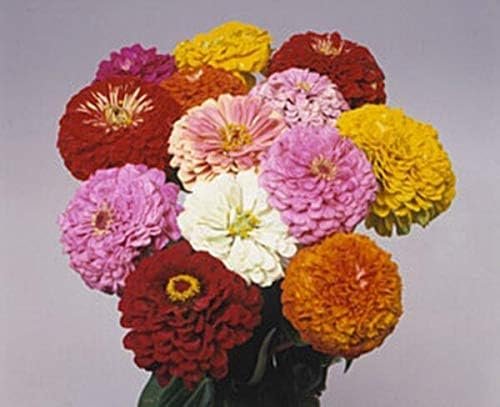 Benary Giant Zinnia Seeds