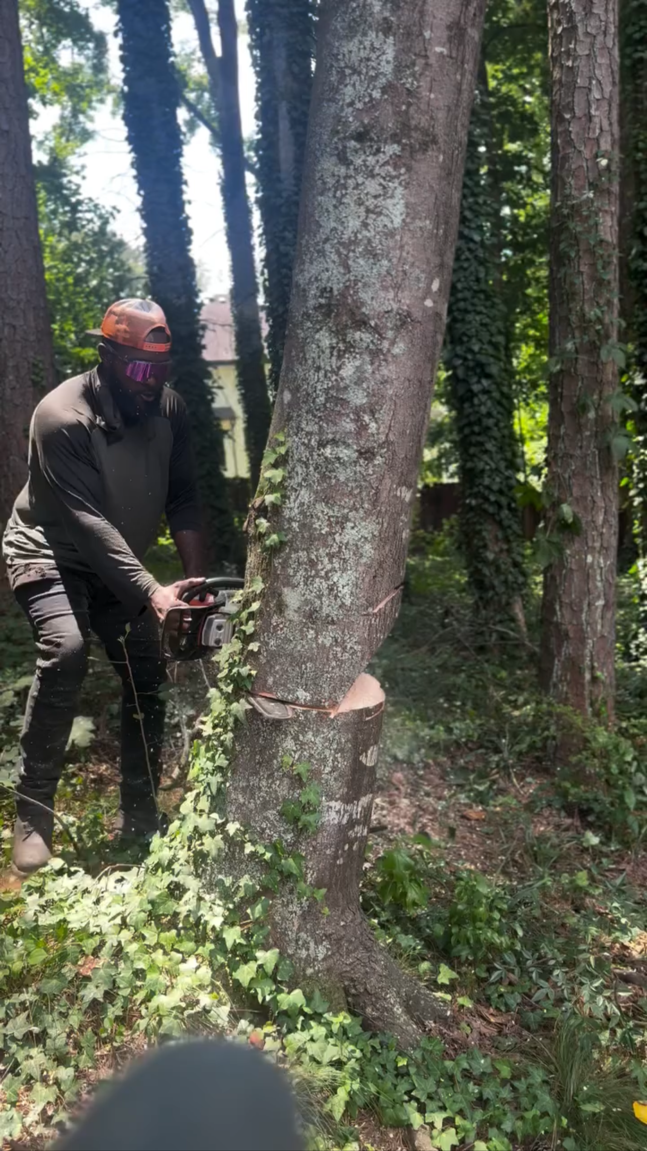 A person in dark clothing and a cap using a chainsaw to cut down a tree in a wooded area.