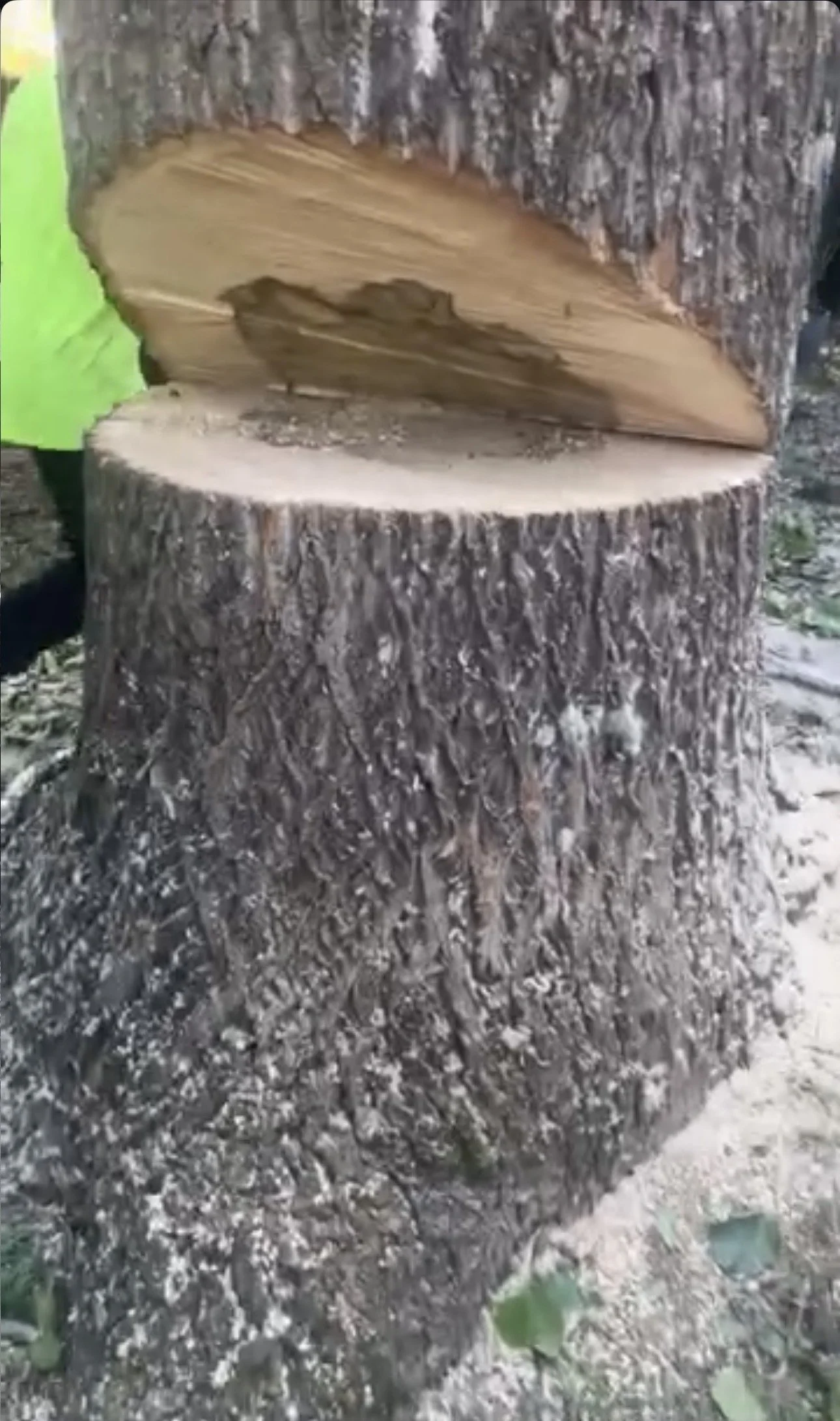 Close-up of a tree stump with fresh cut wood on top, surrounded by dirt and small plants.