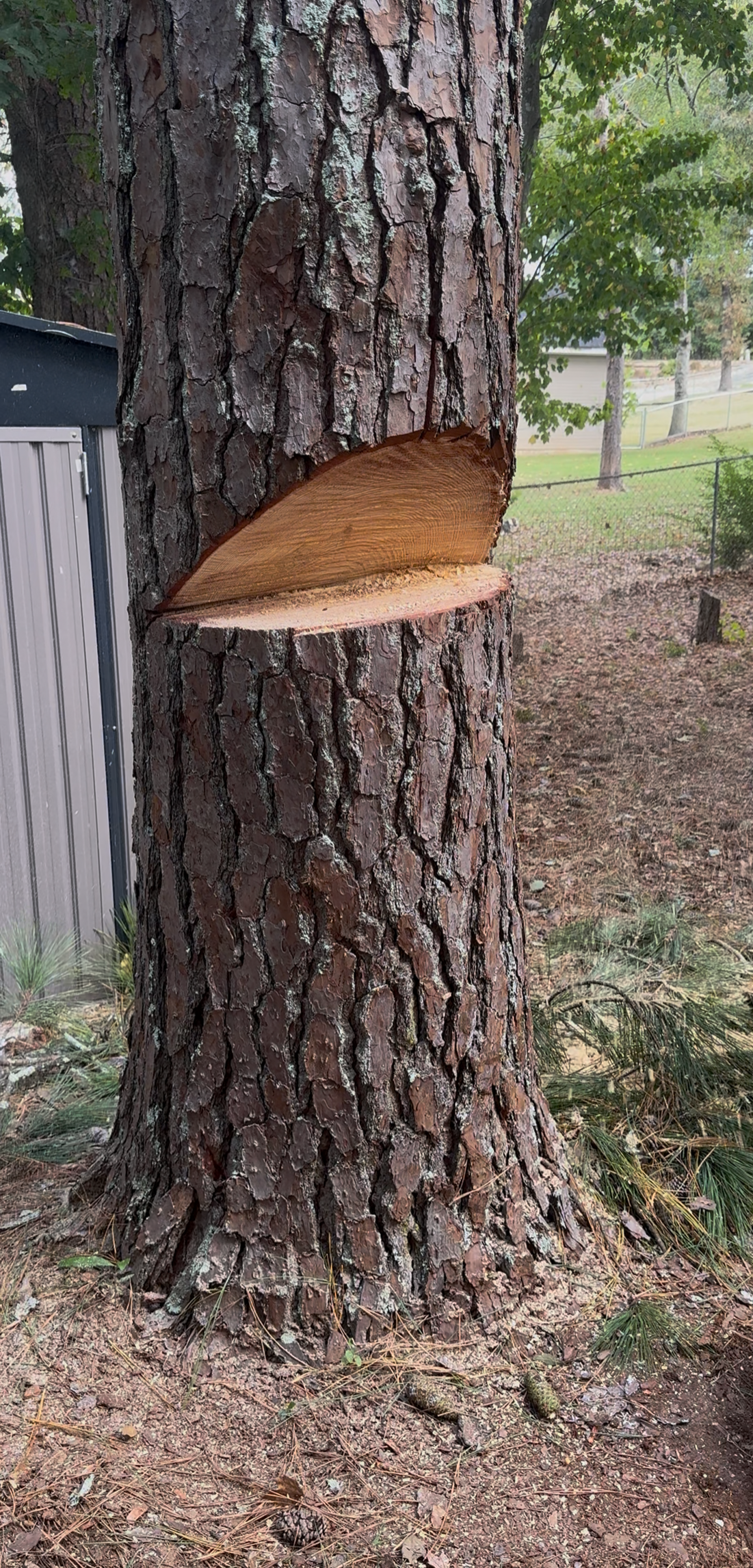 A large tree trunk with a section of bark removed and a new growth of wood visible on the cut. The surrounding area has dirt, small plants, and a metal fence in the background.