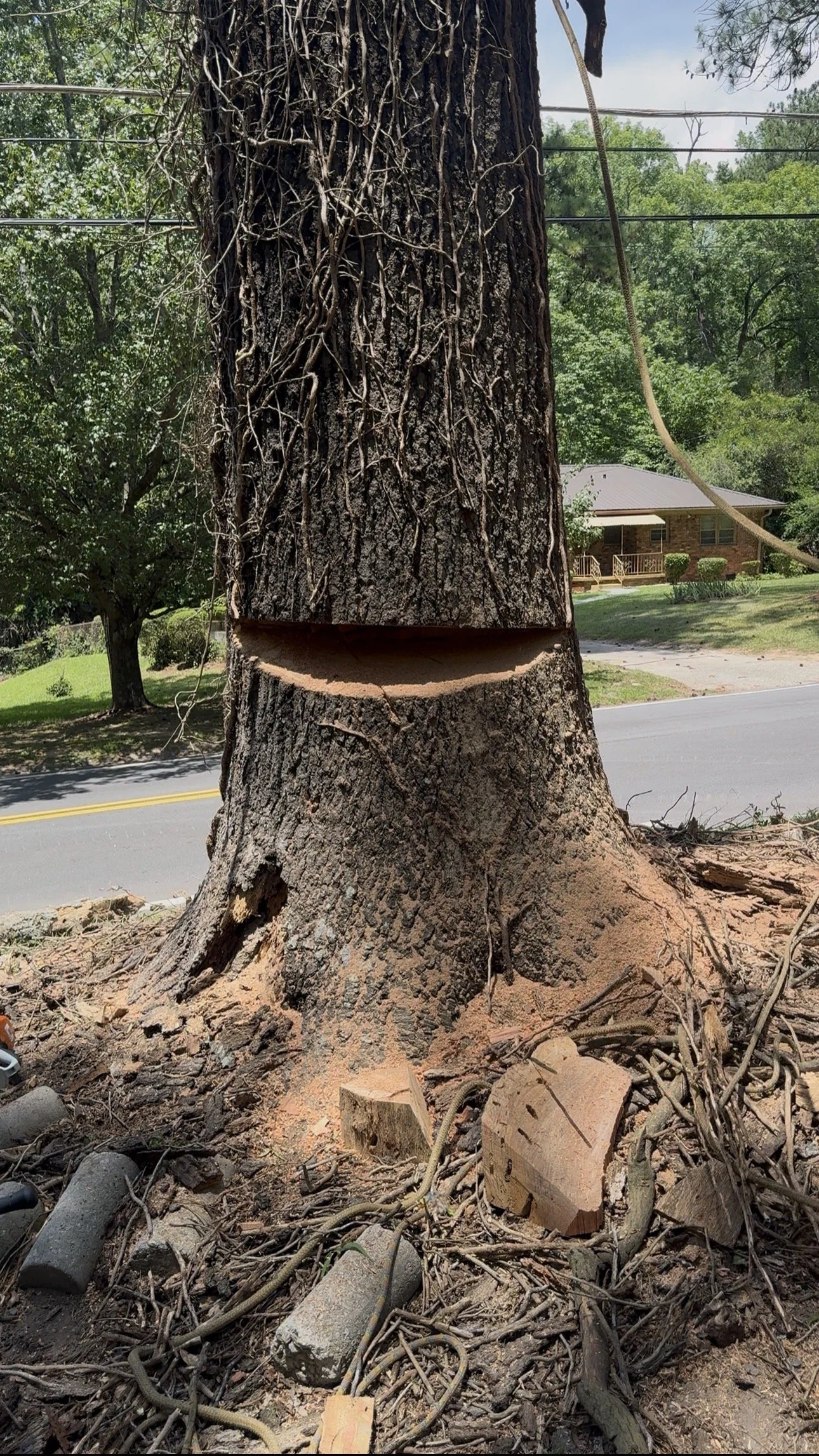 A large tree with a section cut out of its trunk, exposing the hollow inside. There are branches and roots at the base, with a background of a suburban neighborhood with houses, trees, and a road.