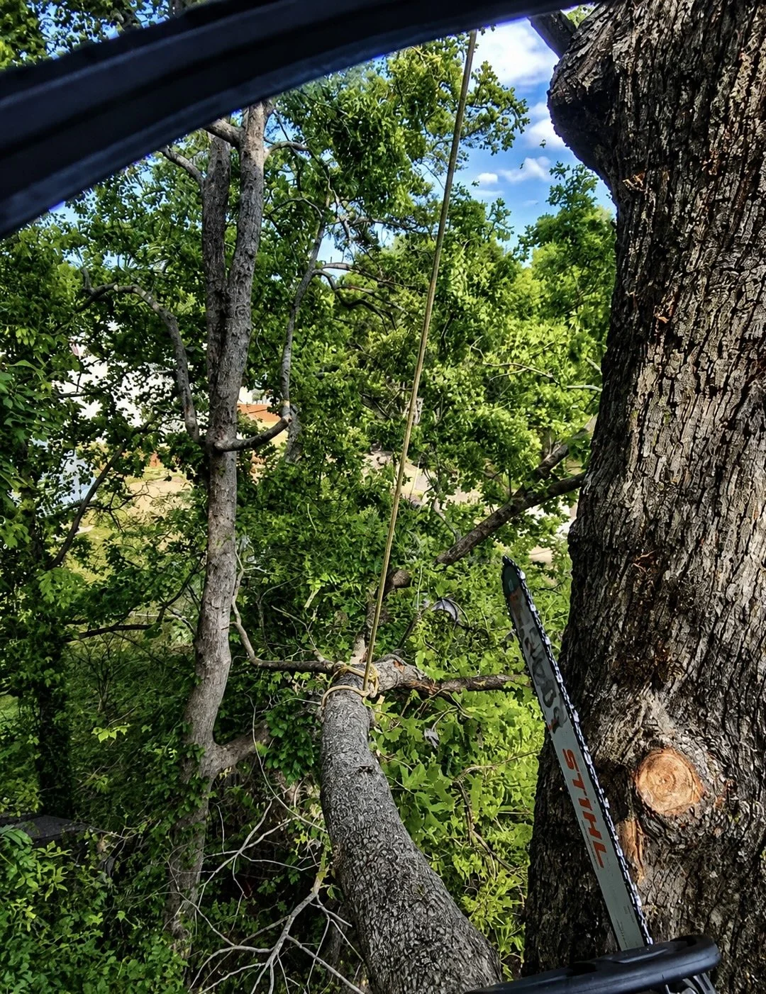 A person involved in tree trimming with a chainsaw, cutting a large tree branch during daytime. The view shows the tree's trunk, lush green leaves, and a partly cloudy sky.