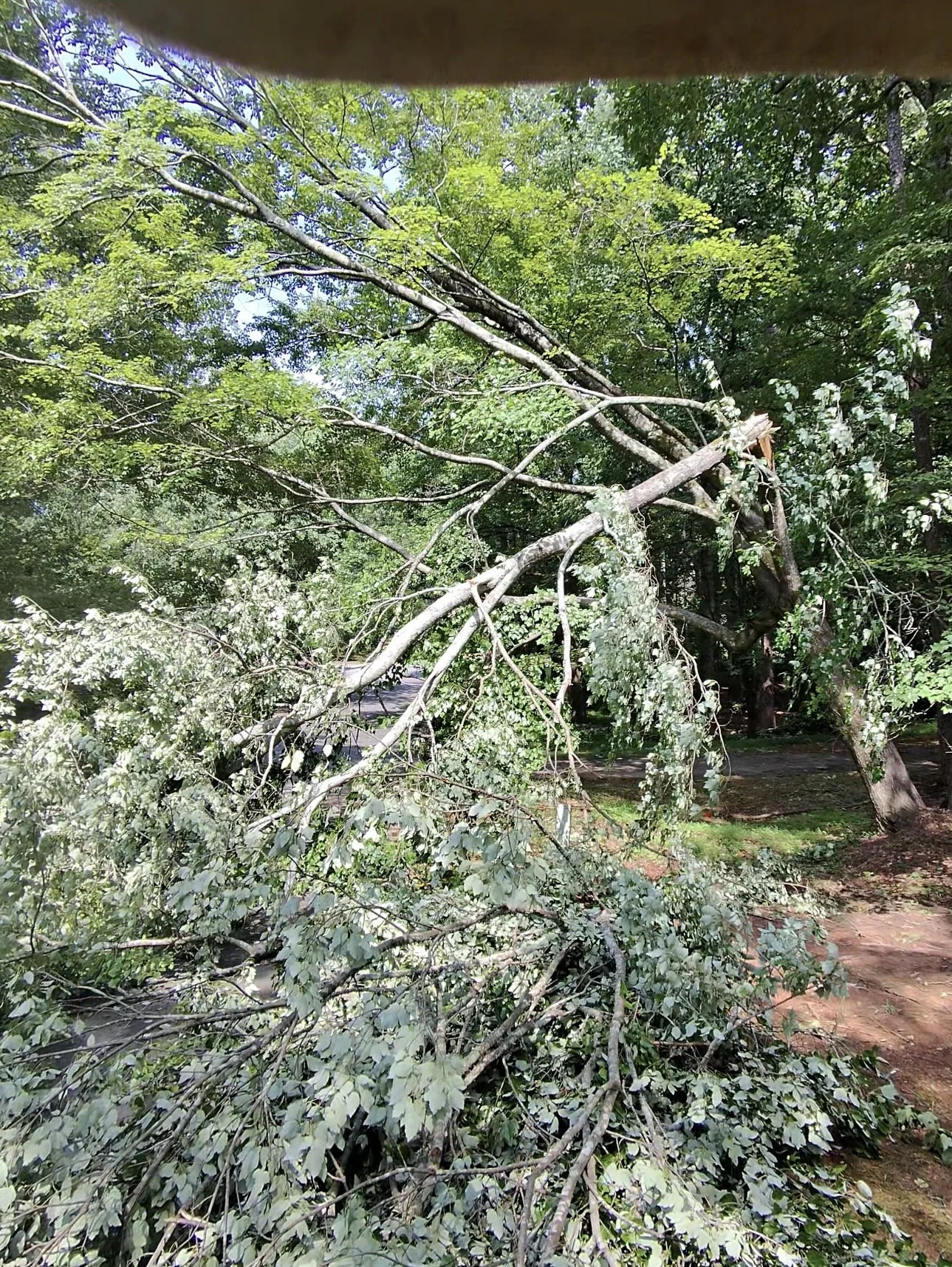 A fallen tree with broken branches on the ground in a wooded area, surrounded by green foliage and trees.