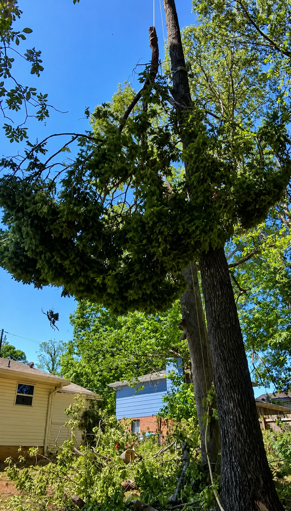 A large tree with broken branches and a cable wrapped around its trunk in a neighborhood with houses and a clear blue sky.