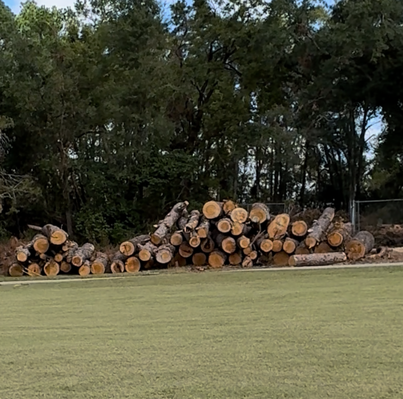 Piled logs of cut wood stacked near a chain-link fence, with trees in the background.