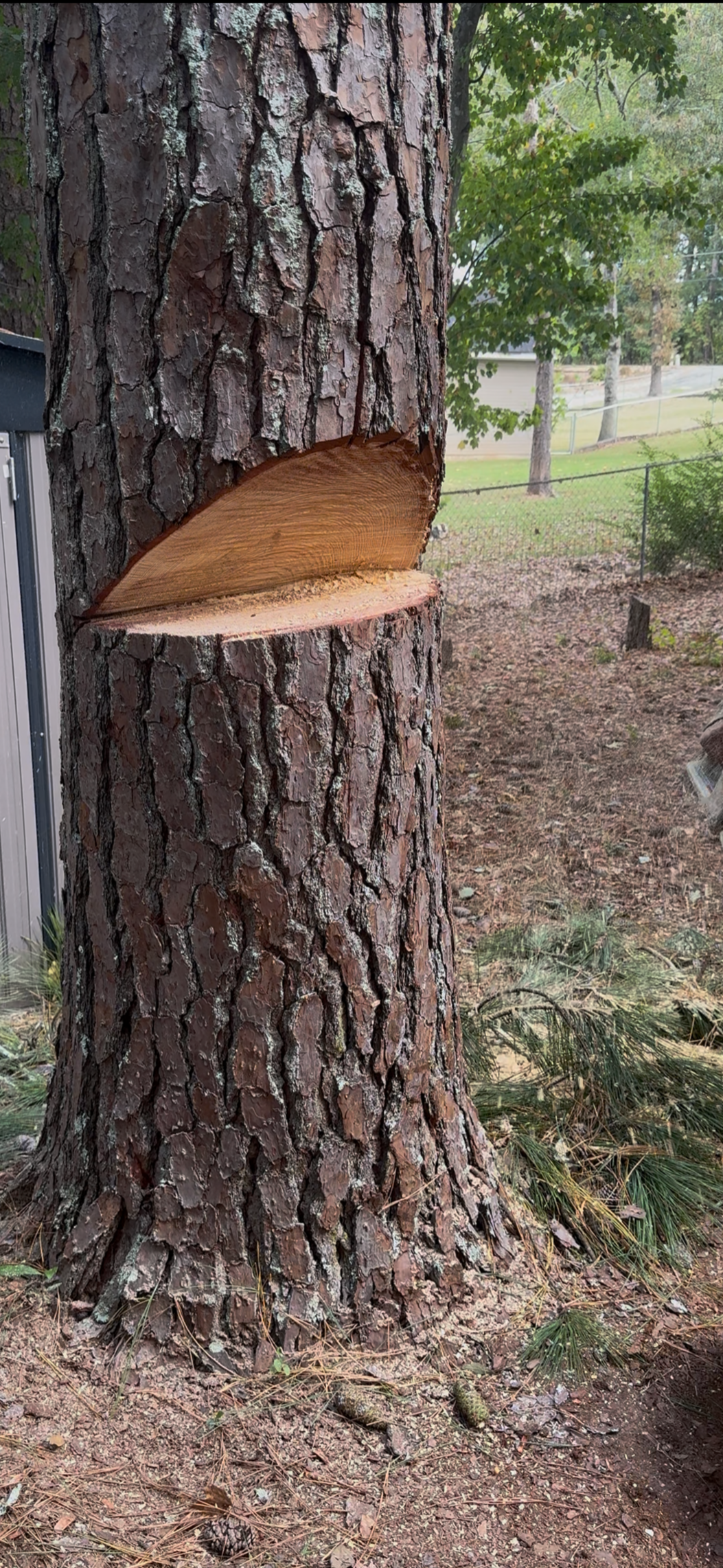 A large pine tree with a section of its bark cut out, revealing the smooth wood underneath. There are pine cones and fallen pine needles at the base, with a chain-link fence and other trees in the background.