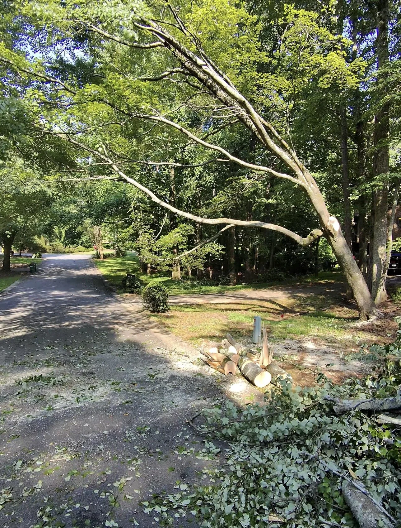 A tree has fallen across a dirt path in a wooded area, with fallen branches and logs nearby.