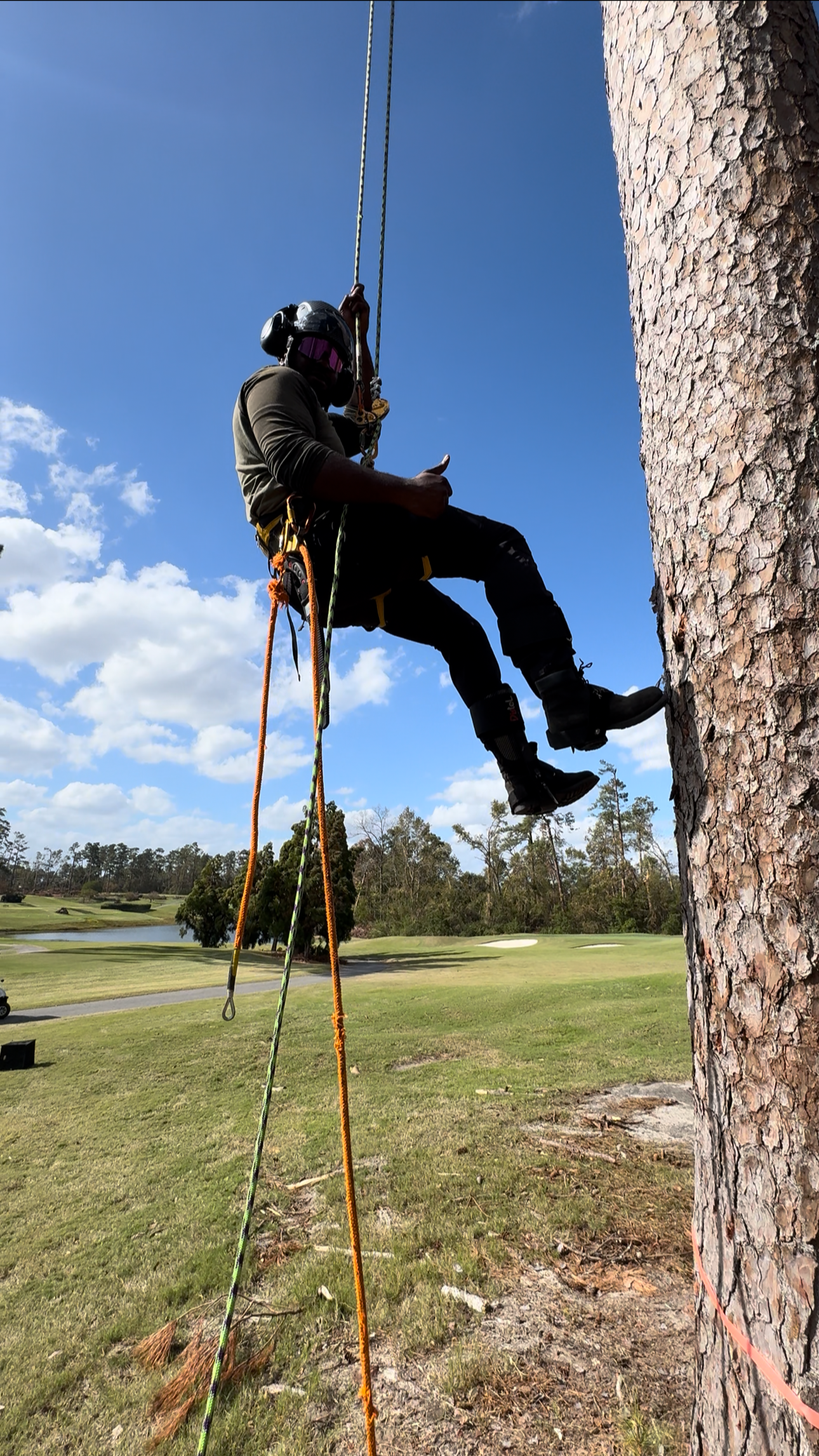 Climber in safety gear and helmet working on a tall tree outdoors, with a golf course visible in the background under a blue sky with clouds.