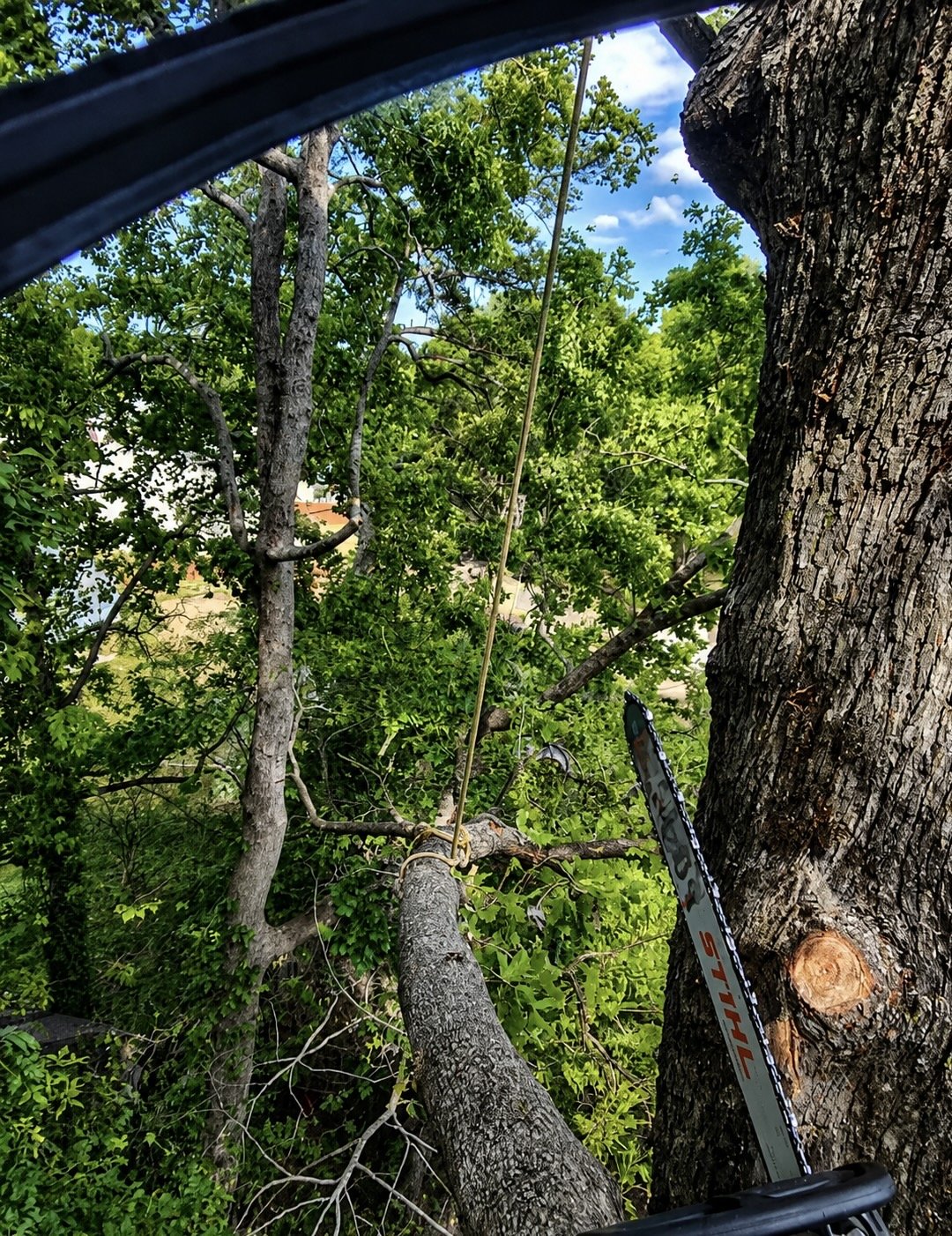 Tree being cut down with a chainsaw, seen from inside a vehicle.