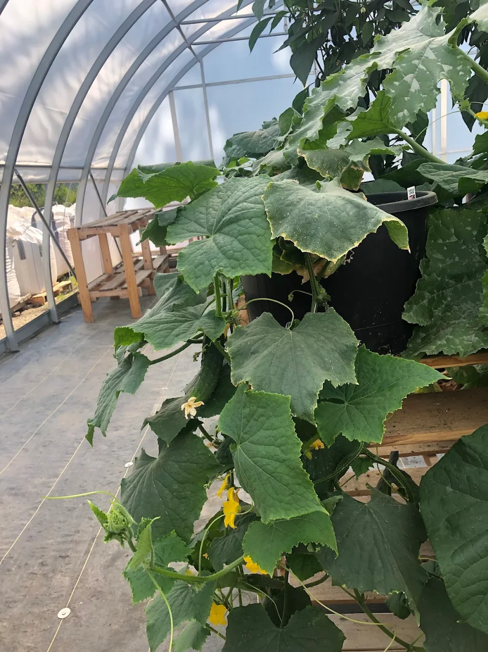 Cucumber plant with yellow flowers growing in a greenhouse with a dirt floor and wooden benches.
