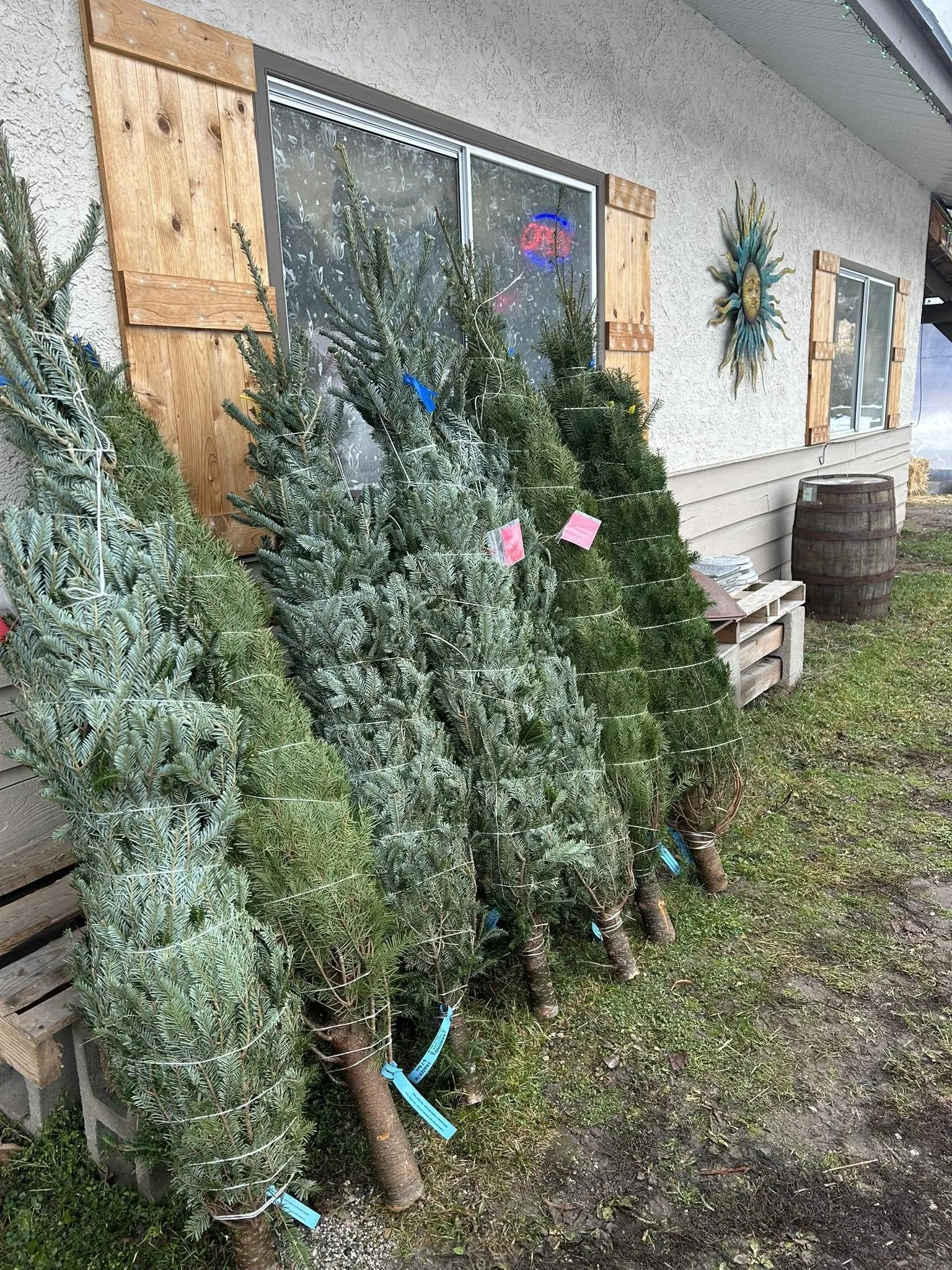 A row of potted Christmas trees leaning against a house wall near a window with wooden shutters and a decorative sun sculpture on the wall. There is a barrel and some pallets on the ground.