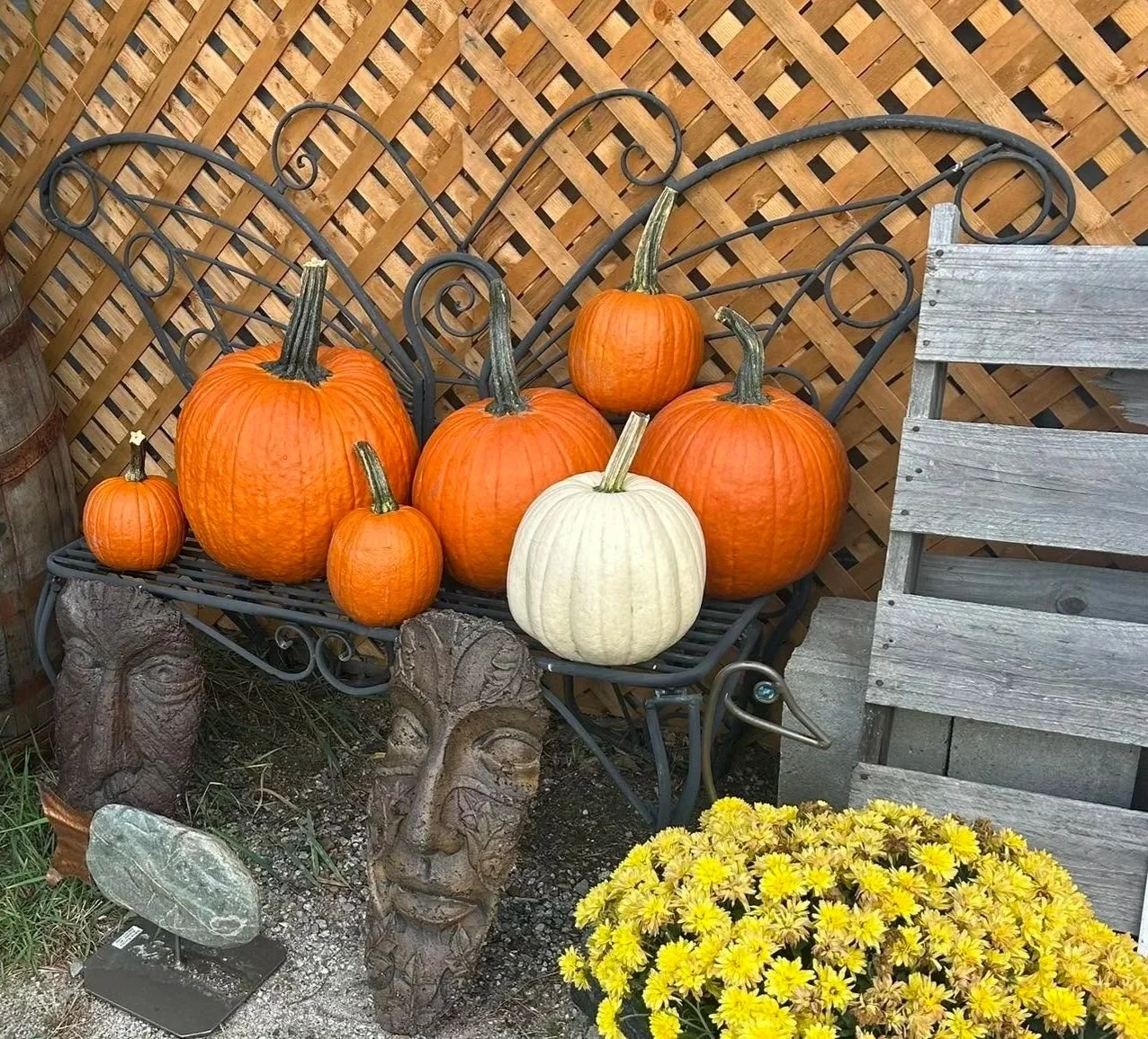 A decorative outdoor display featuring pumpkins of various sizes and colors, including orange and white, arranged on a wrought iron bench with a wooden lattice background, accompanied by a bouquet of yellow flowers, ornamental stone faces, and a butt