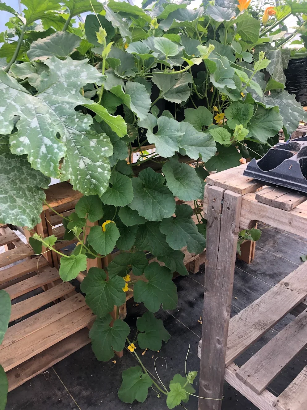 Lush green vine with large leaves and small yellow flowers growing on a wooden trellis in a greenhouse.