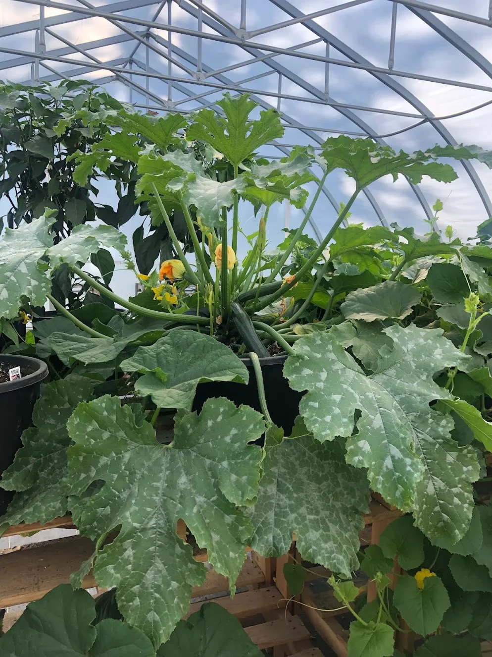 Green plants growing inside a greenhouse, with large leaves and yellow flowers.