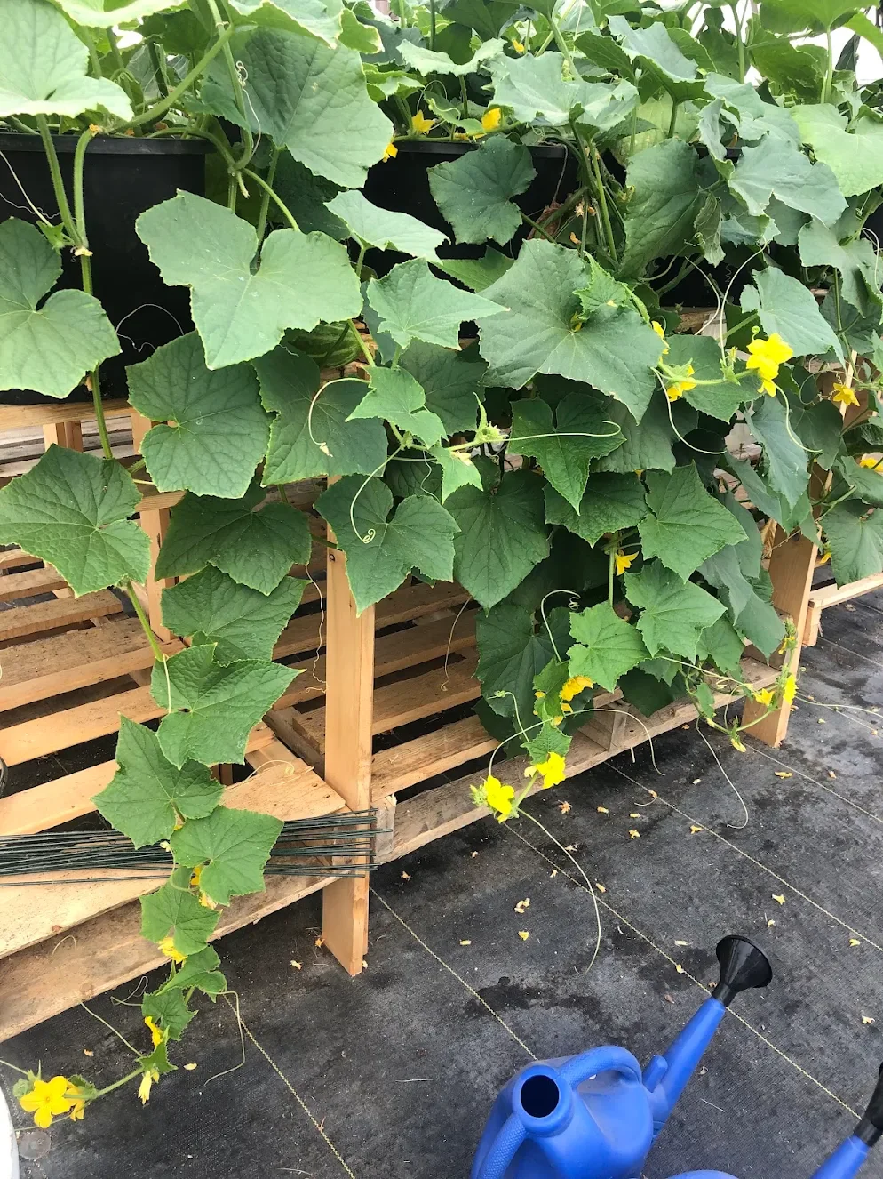Growing cucumber plants with yellow flowers on a wooden support structure inside a greenhouse.