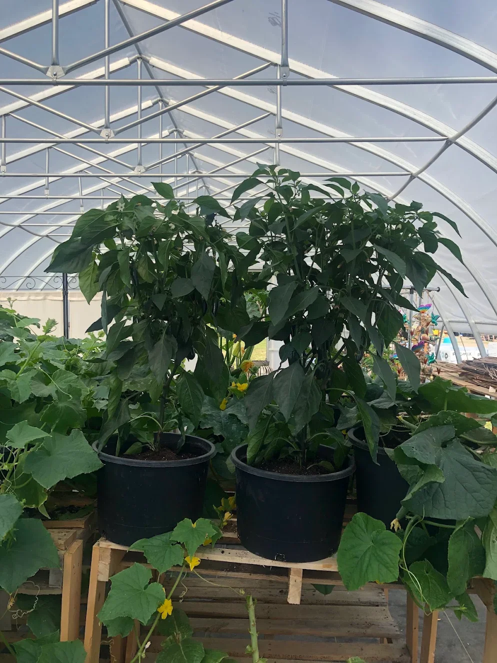 Indoor greenhouse with potted pepper plants and cucumber vine climbing on a wooden pallet, under a curved metal and plastic greenhouse structure.