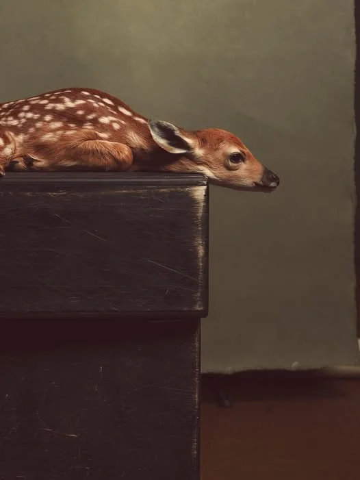 A fawn resting its head and body on a dark wooden surface with a plain, muted wall in the background.