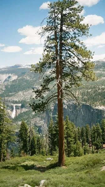 A tall pine tree in a mountainous landscape with a waterfall in the background, under a partly cloudy sky.