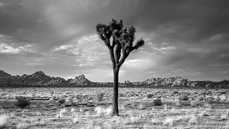 A lone Joshua tree standing in a desert landscape with distant mountains and cloudy sky.