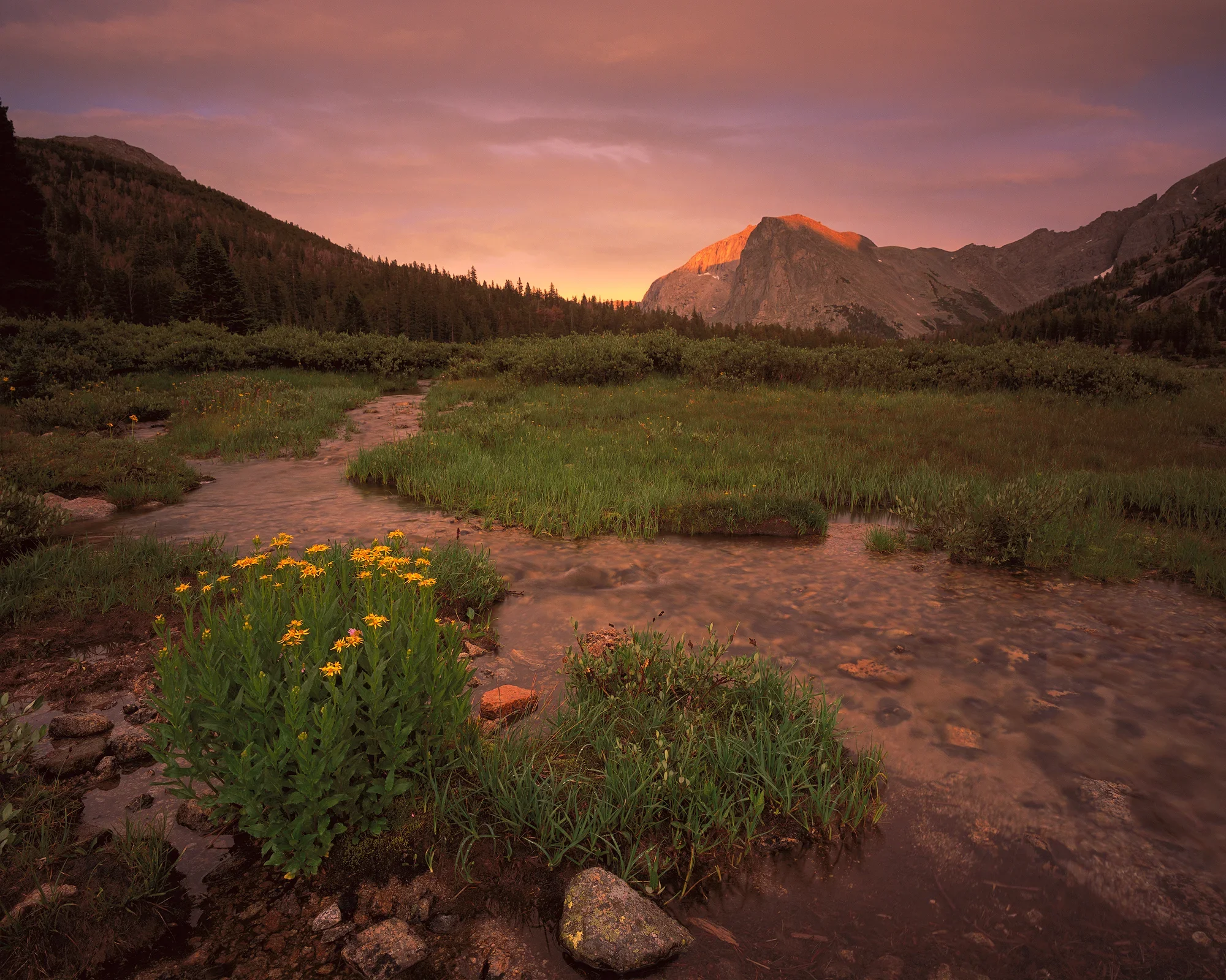 A peaceful mountain landscape at sunset with a flowing creek in the foreground, green grass, wildflowers, dense pine trees, and large rugged mountains in the background illuminated by warm orange and purple hues.