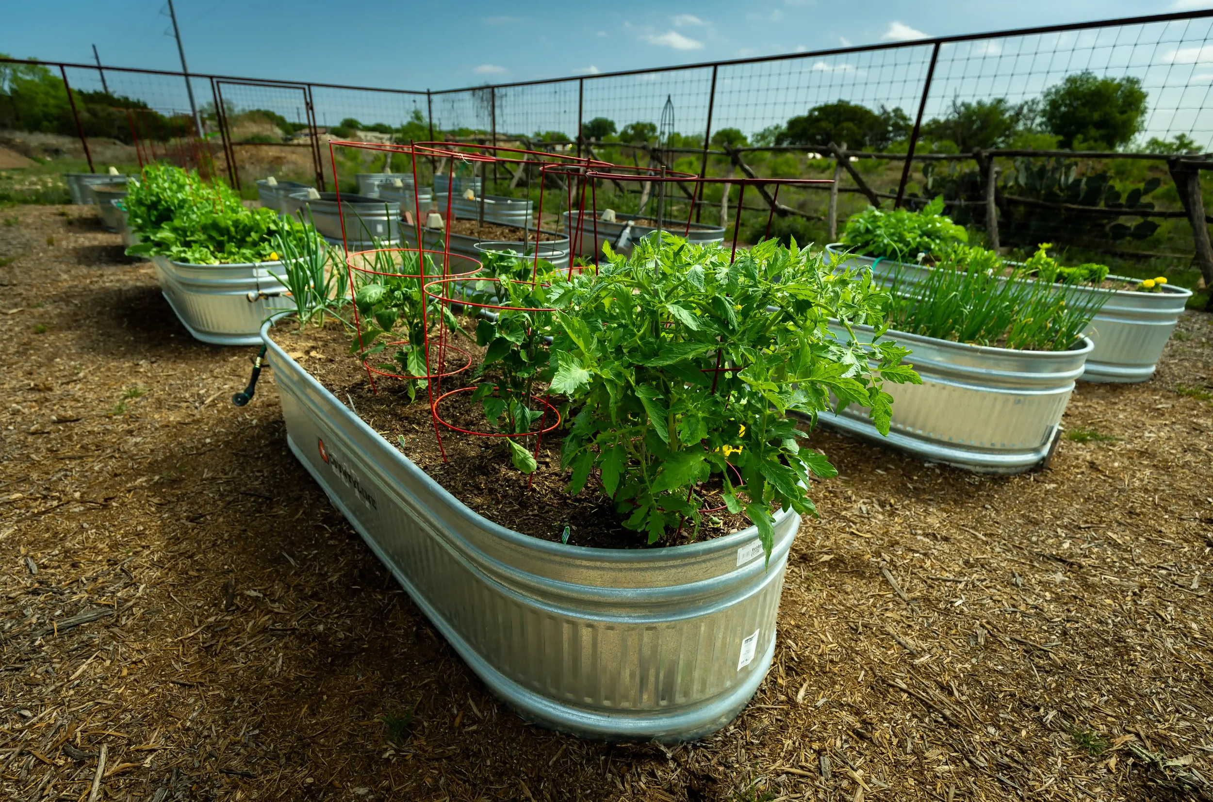Garden_F7A8820 John David Grisebaum, Jr.webp
