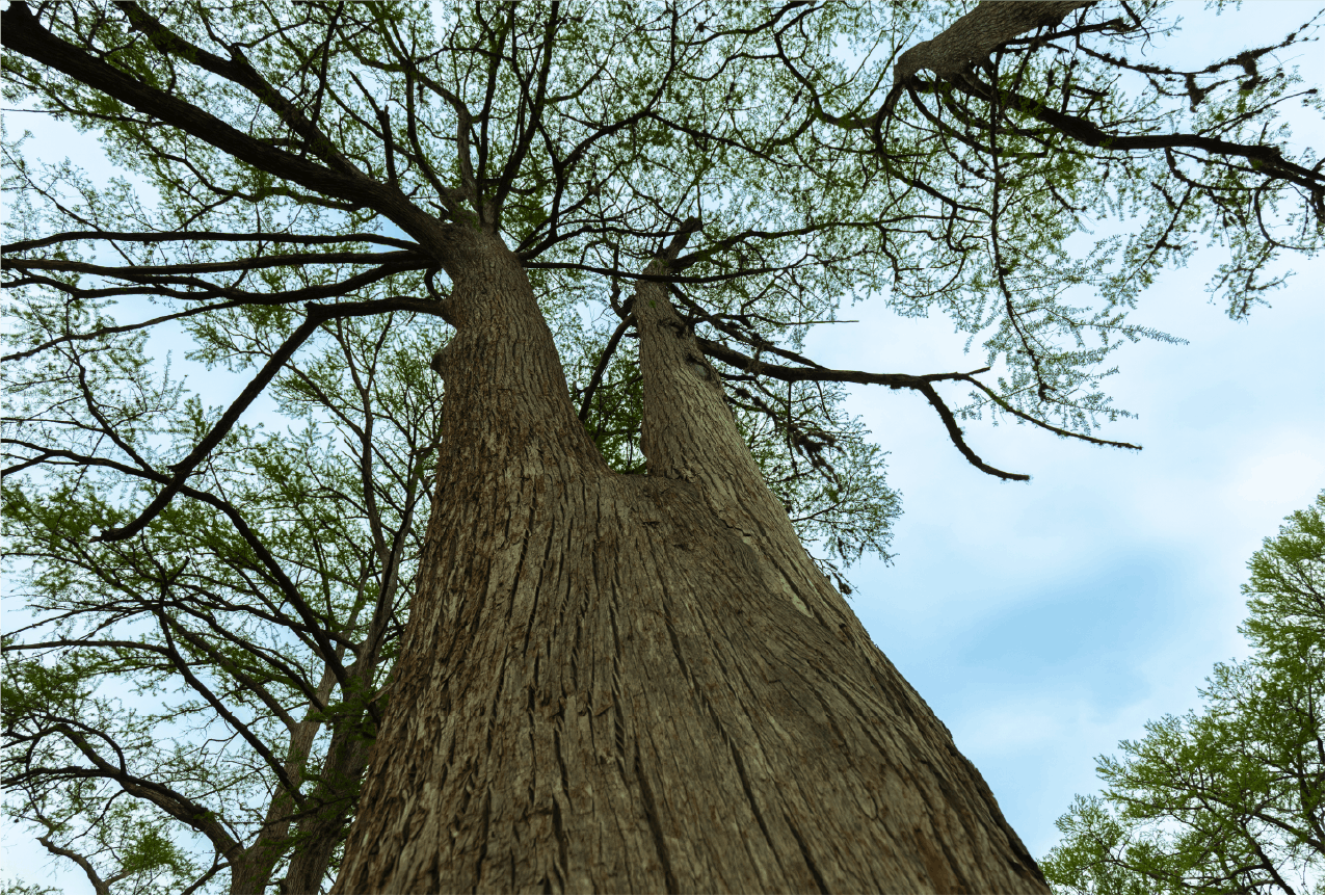 Looking up at a tall tree with a wide trunk and spreading branches, green leaves, and a partly cloudy sky in the background.