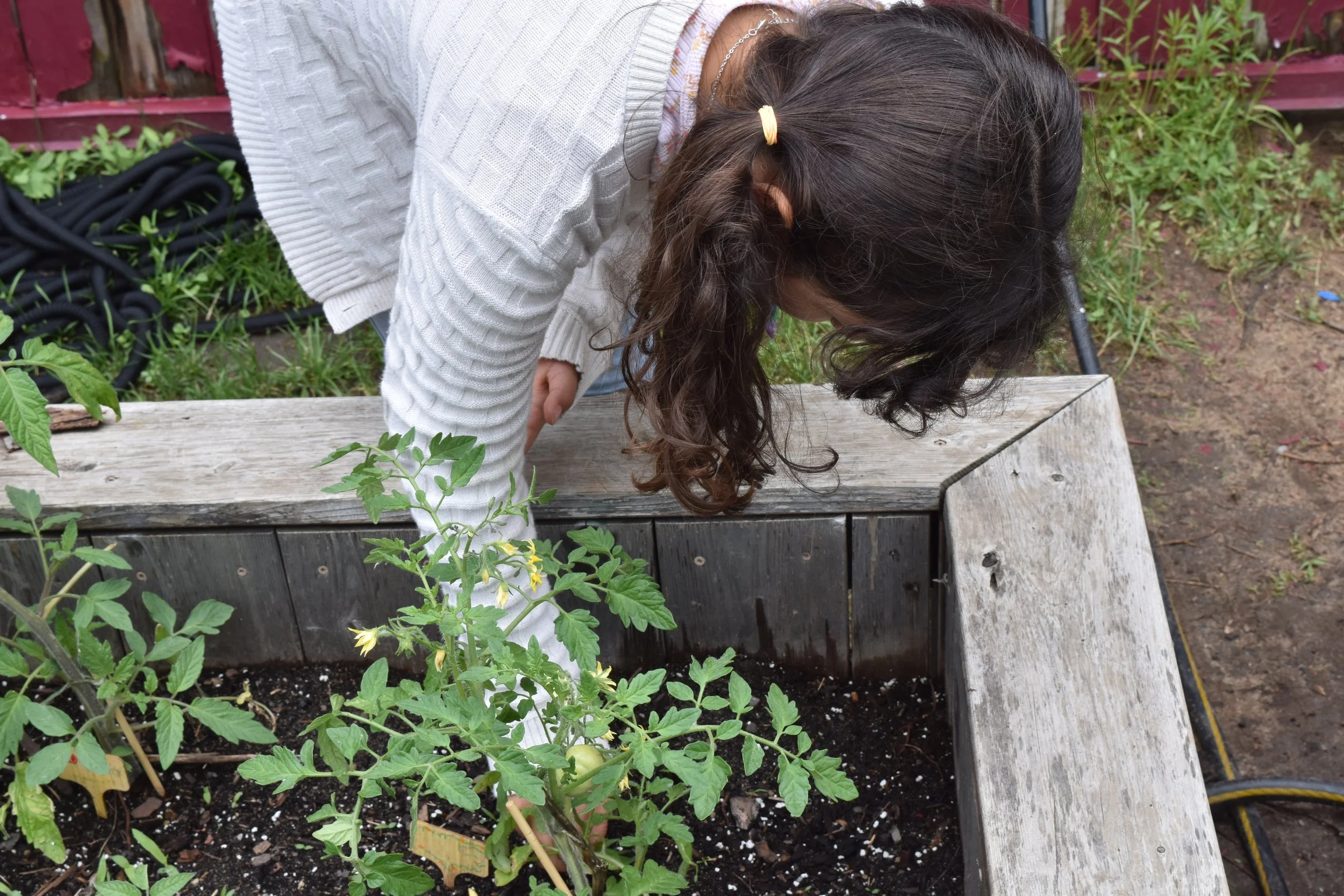 A girl with dark curly hair tied with a light-colored hair tie is leaning over a wooden garden bed.
