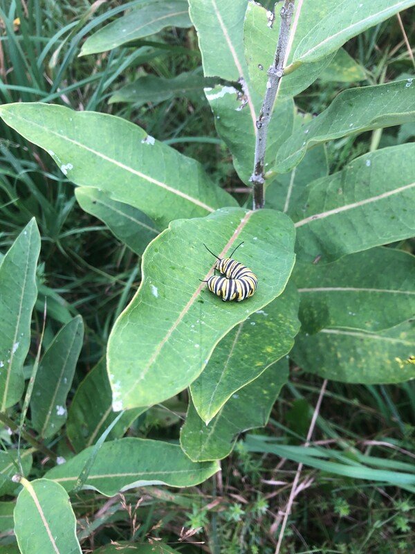 A black, yellow, and white caterpillar resting on a large green leaf of a plant amid dense greenery.