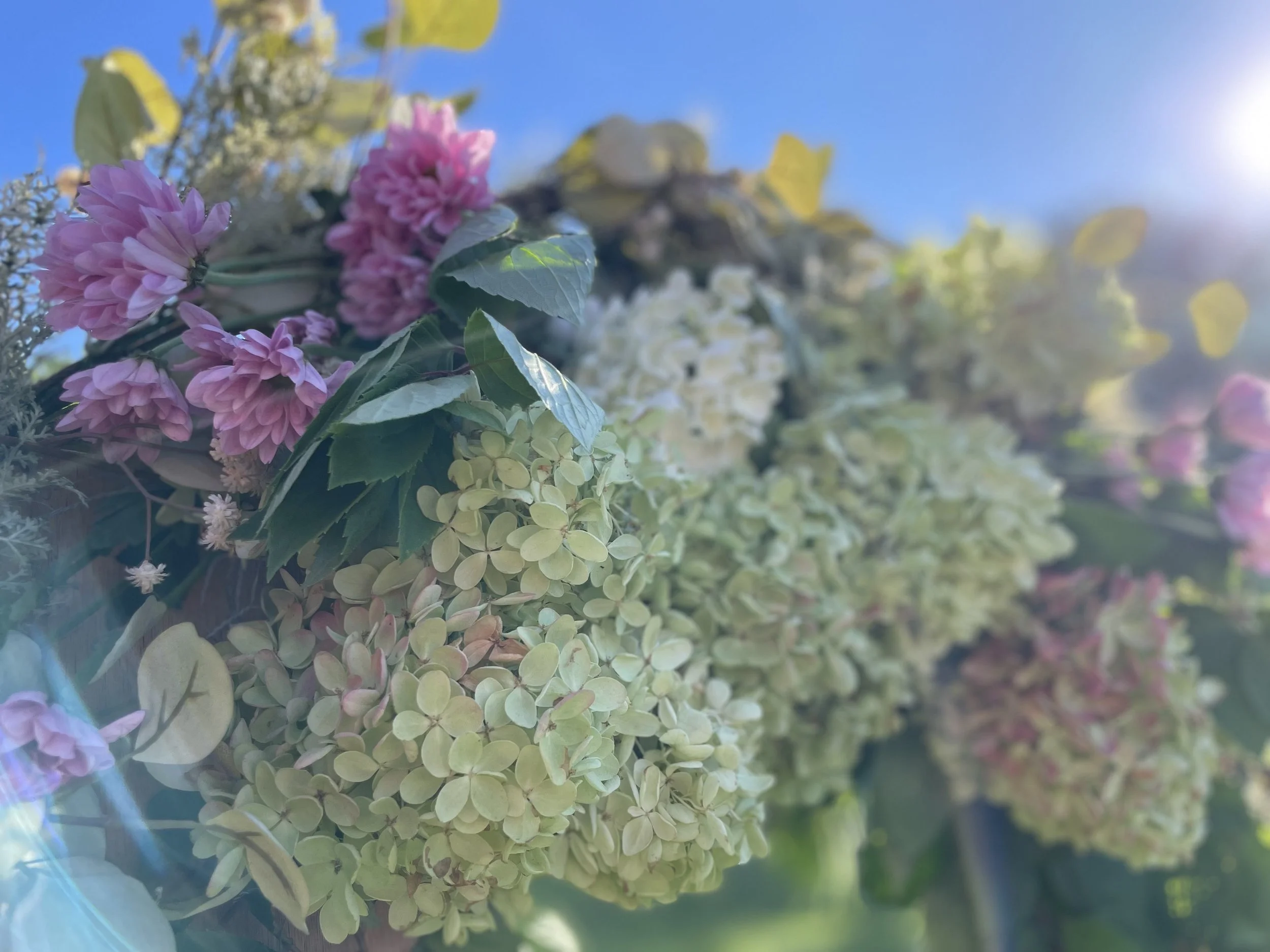 Close-up of pink flowers and green leaves with sunlight in the background.