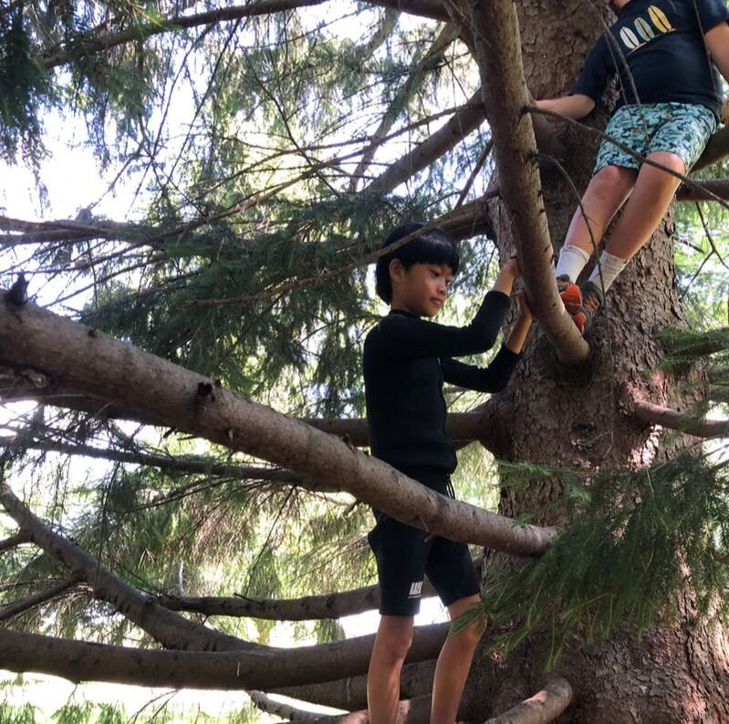 A young girl and boy climbing a large tree with thick branches and green foliage, with the boy holding a branch with a rope.