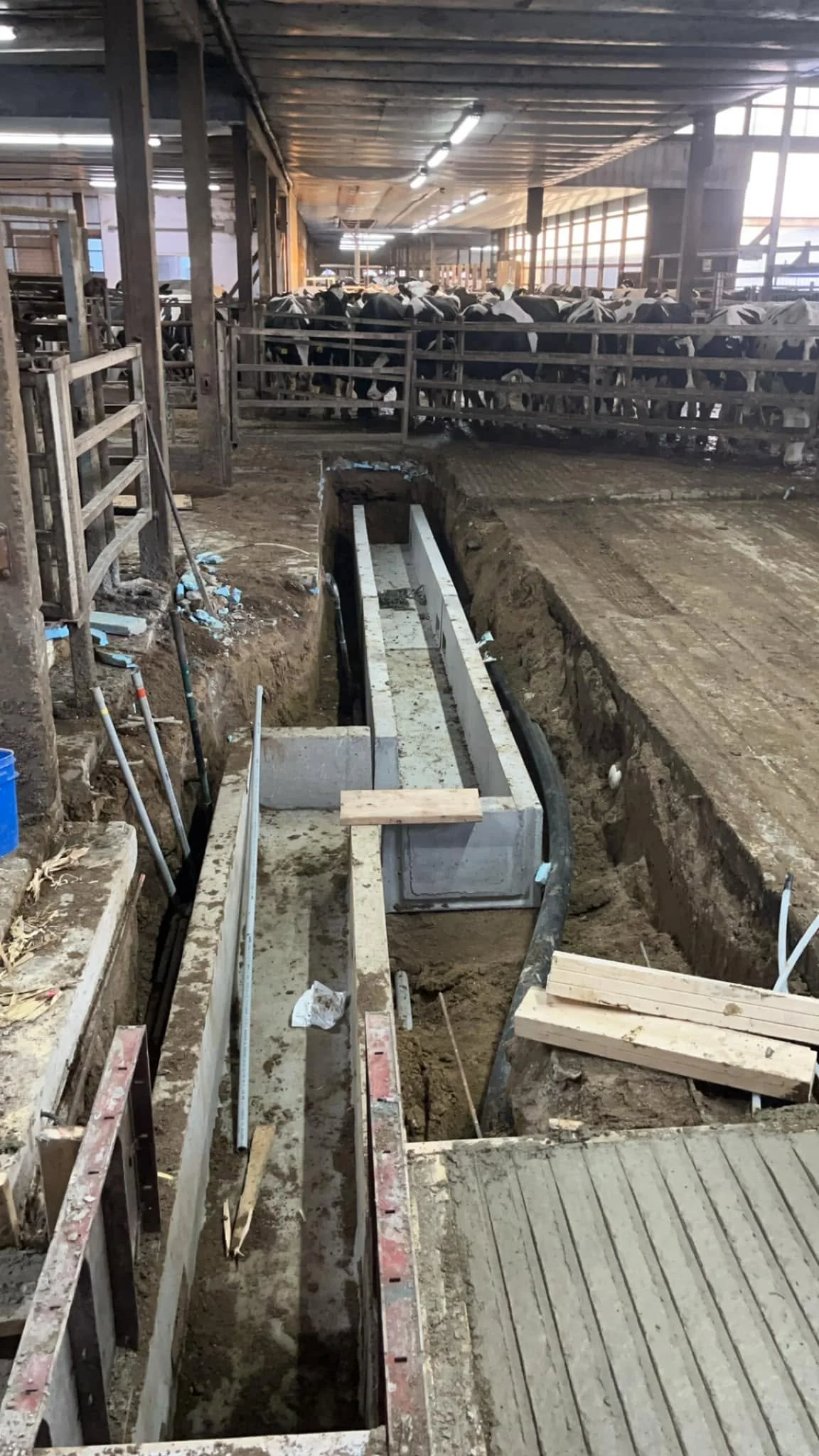 Construction site inside a barn or large building, with a large trench being dug and concrete structure being built, cows behind barriers in the background.