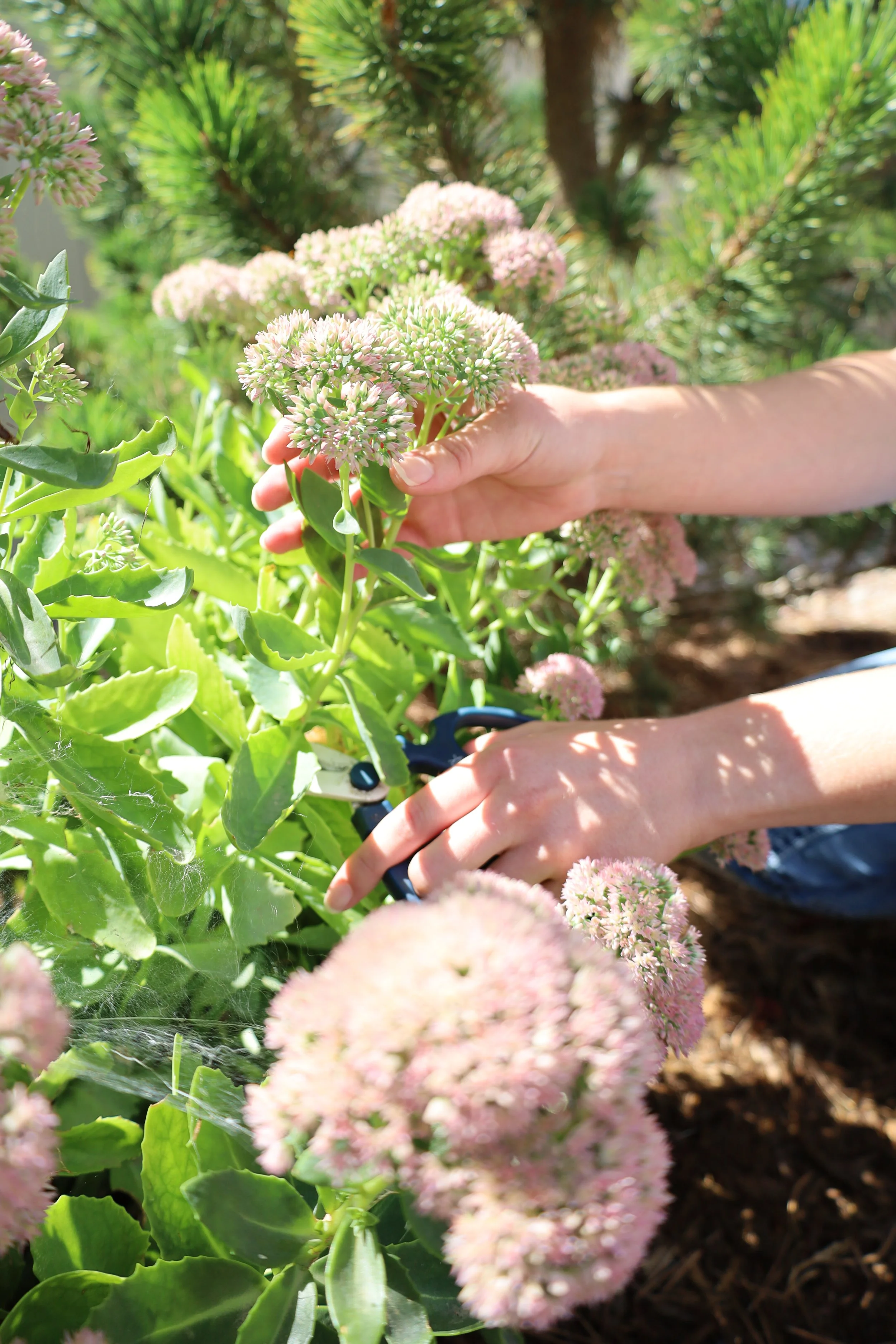 A person is cutting pink flowers with a pair of clippers in a garden.