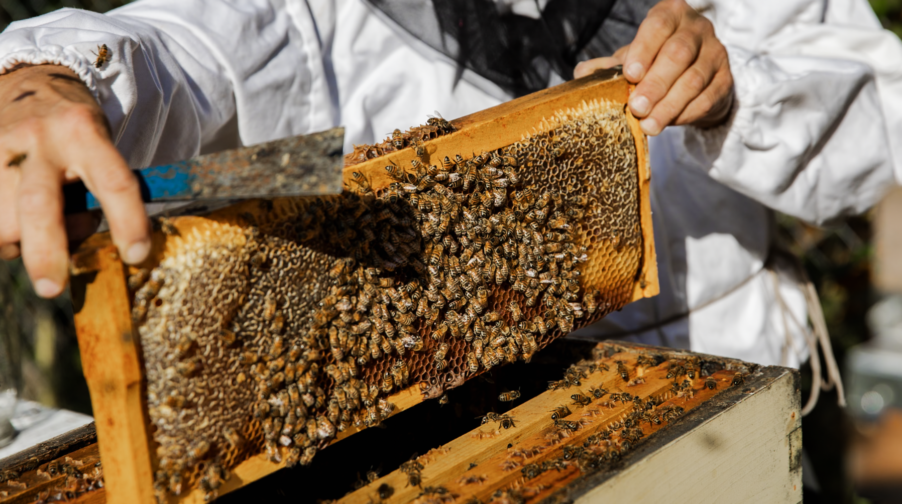 Beekeeper in protective clothing inspecting a honeycomb frame covered with honeybees above a hive.
