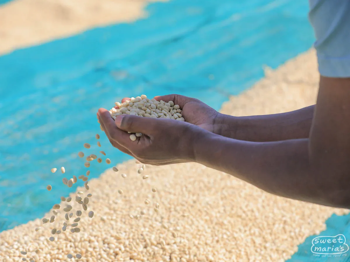 Ethiopia Organic Buture Cooperative