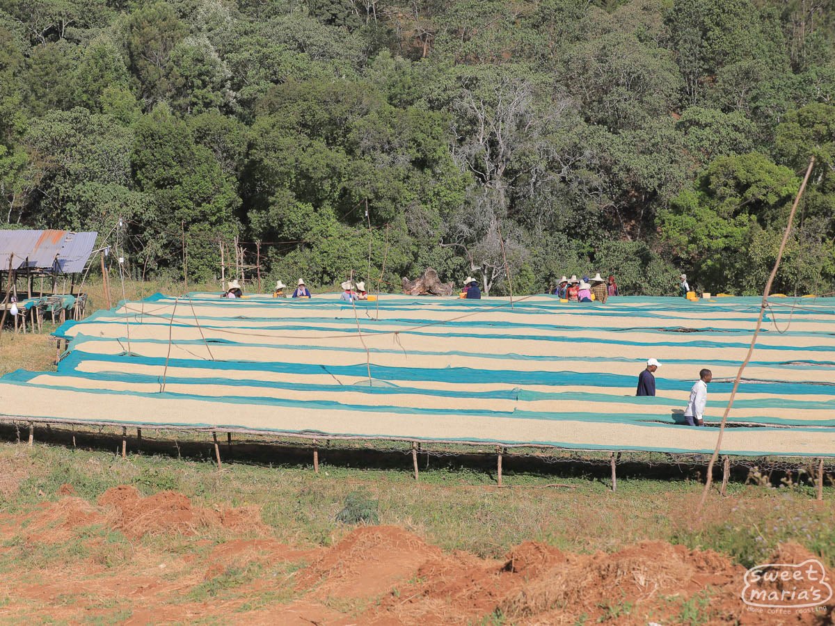 ethiopia-sweet-marias-jimma-buture-cooperative-1.jpg