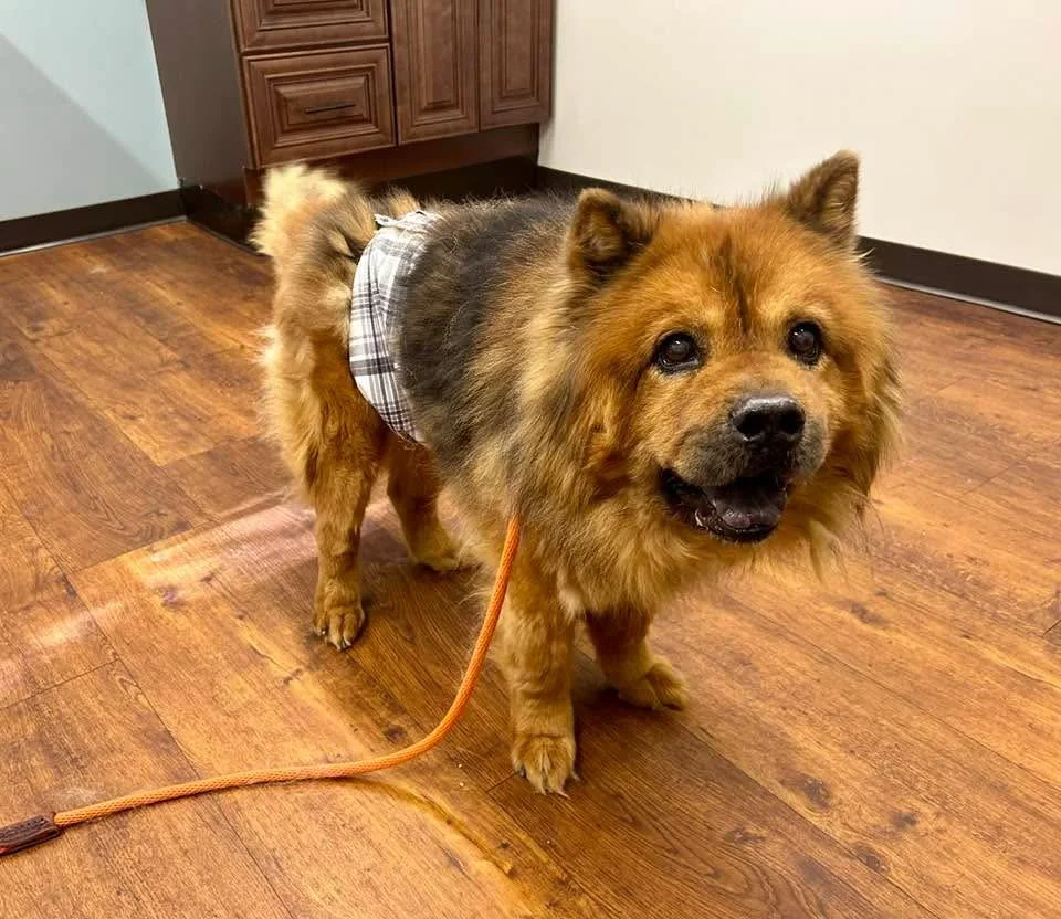Chewbacca "Chewy"
