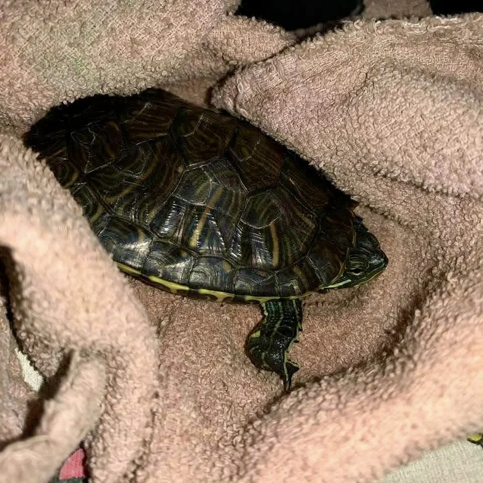 Squirt
