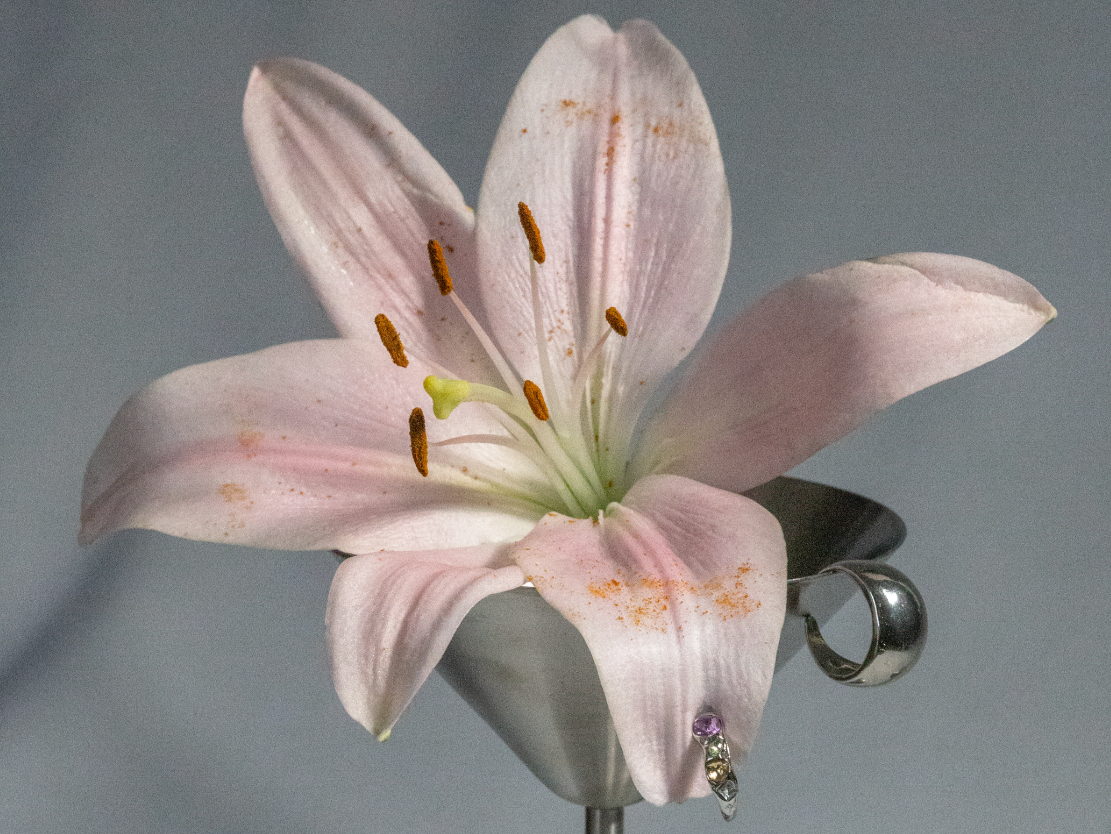 A pale pink lily flower with orange anthers and a green pistil, placed in a metallic holder with a small bracelet or ring attached to it.