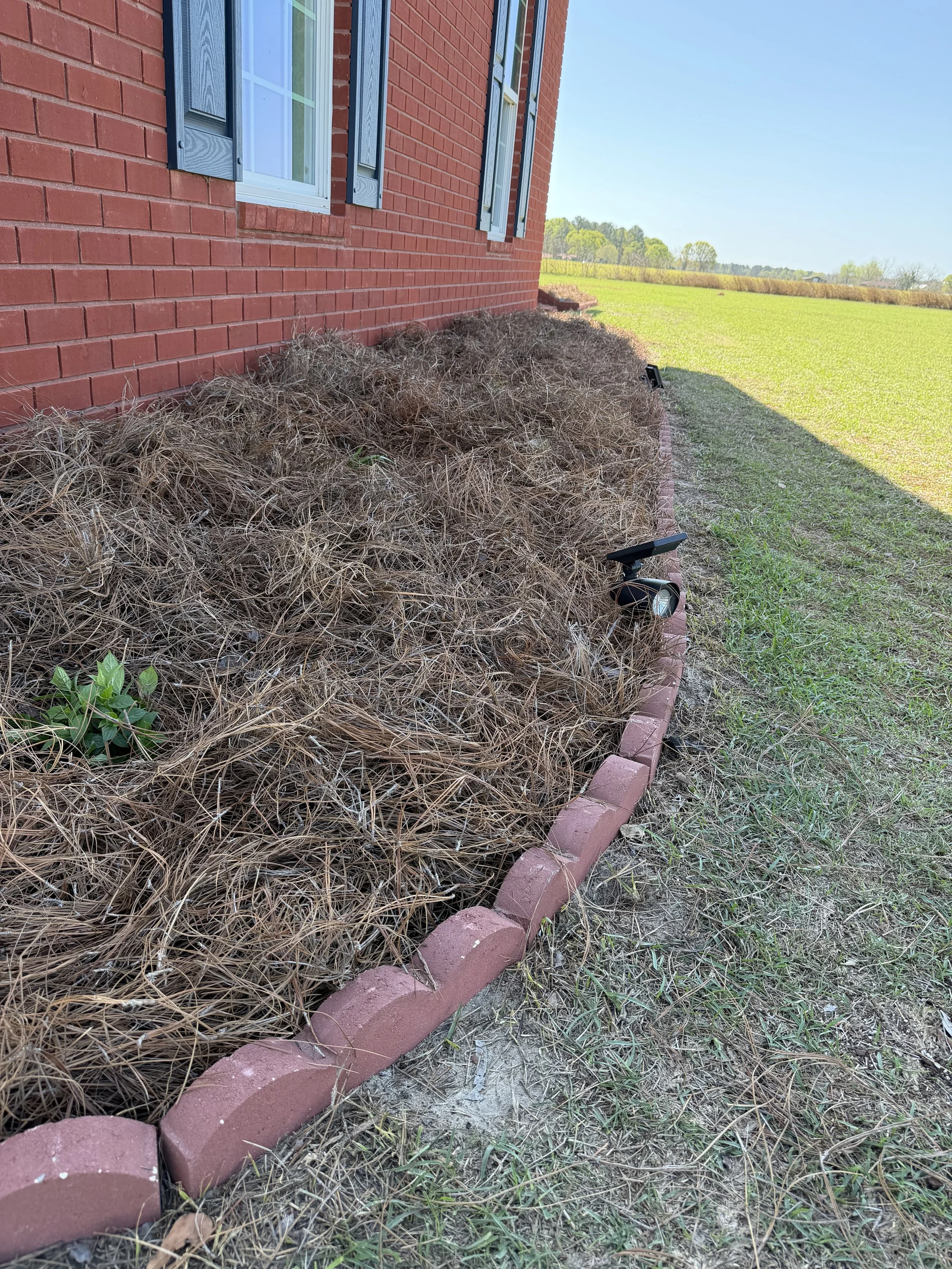 A garden bed install with fresh pine straw installed. plant install. garden front yard landscaping.
