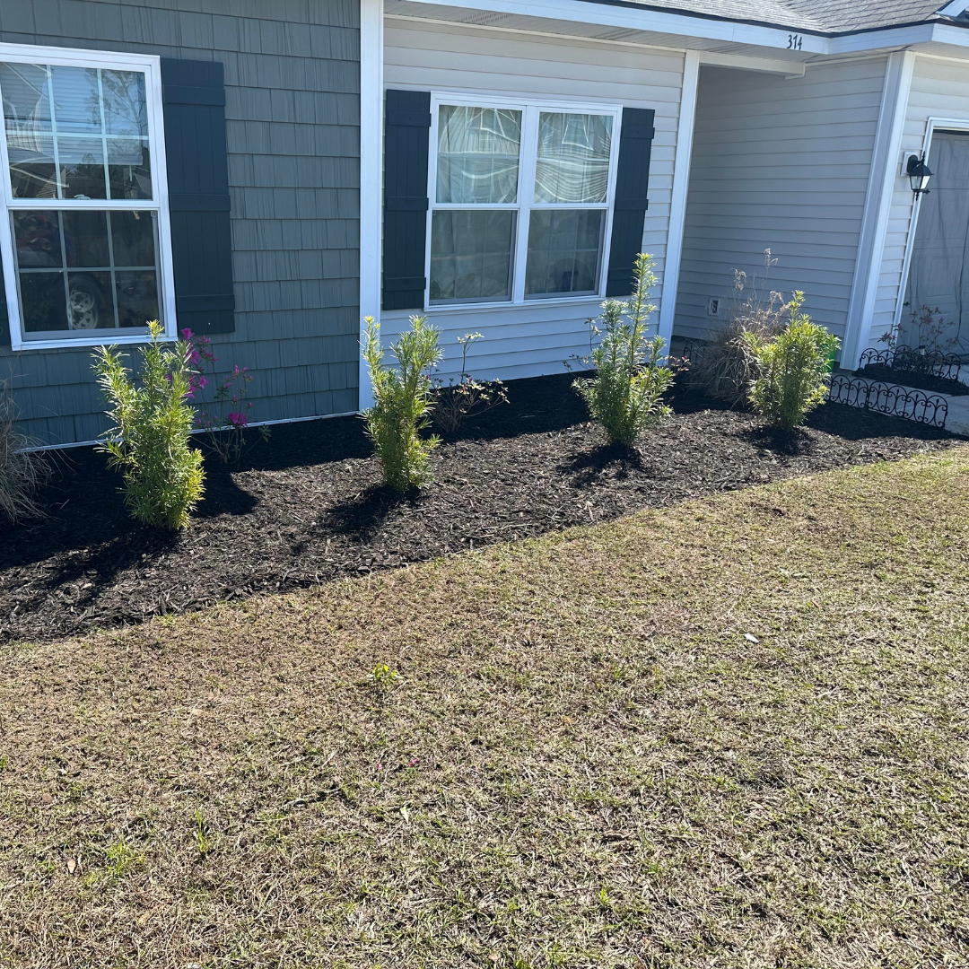 Front yard with four newly planted bushes along a house with blue and white siding and black shutters, mulch surrounding the bushes, and a small patch of grass in the foreground.