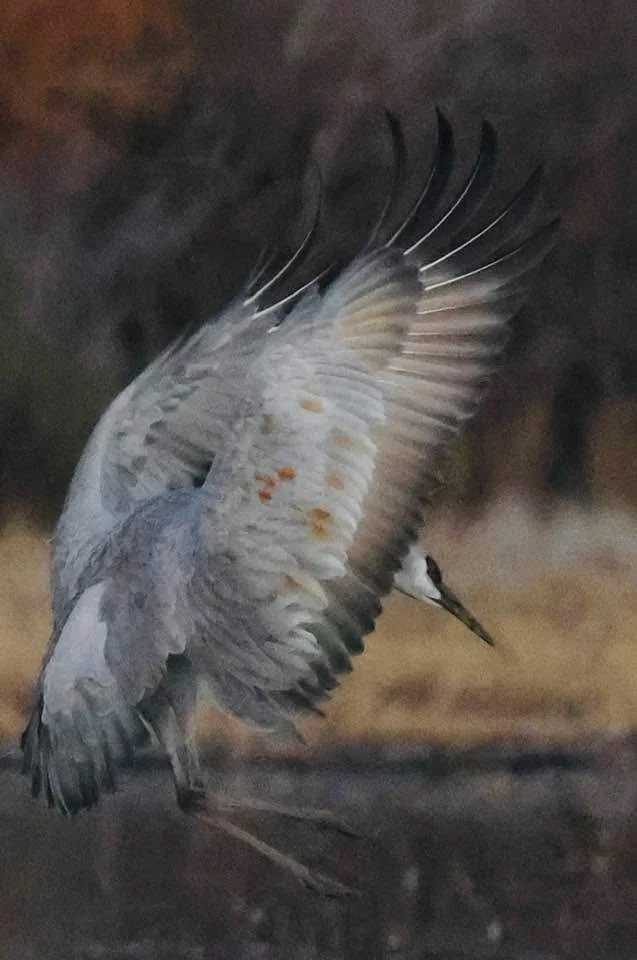 A bird in mid-flight with wings spread wide, likely a heron or similar wading bird, against a natural background.