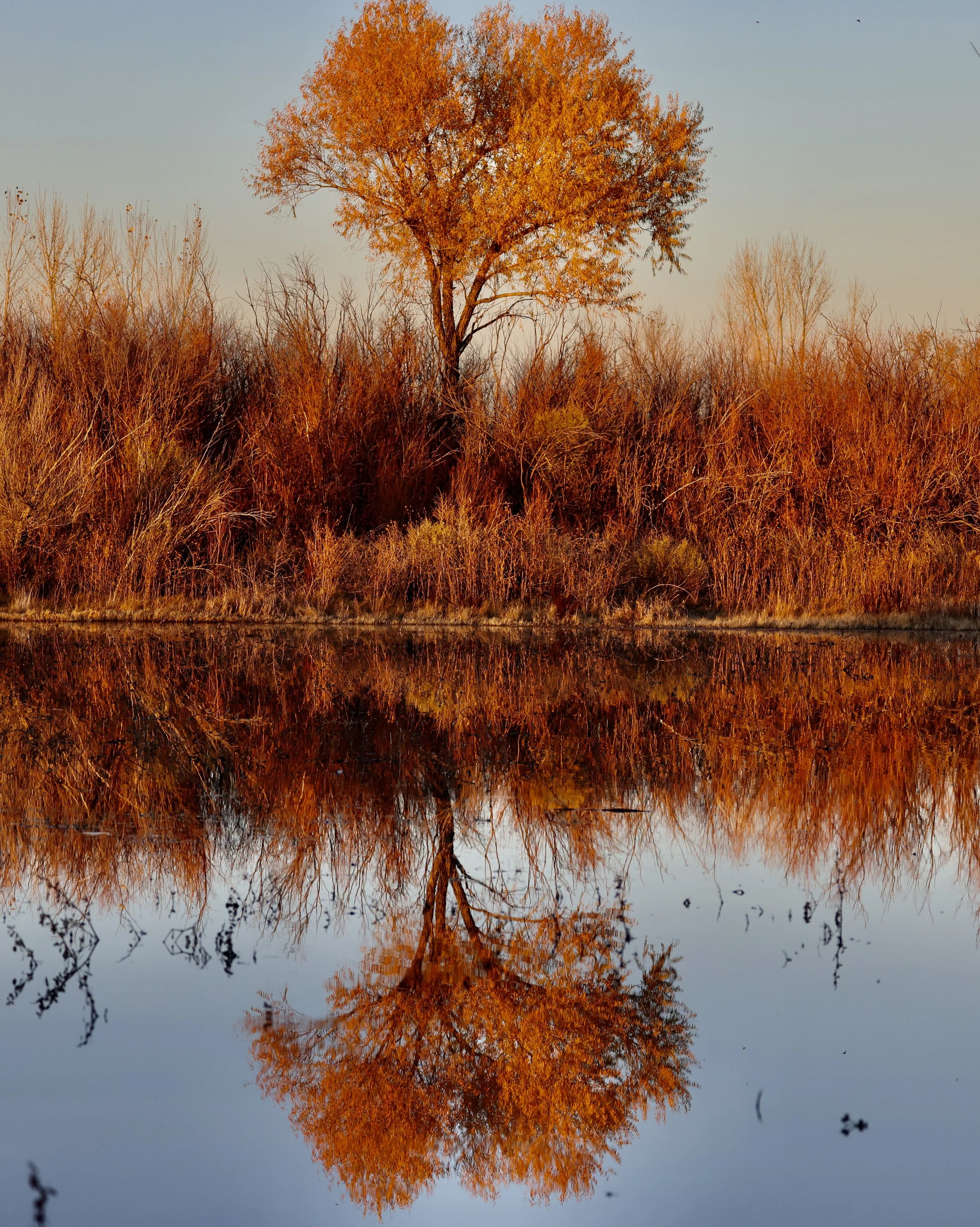 A tree with orange foliage reflected in a calm body of water, with a clear sky in the background.