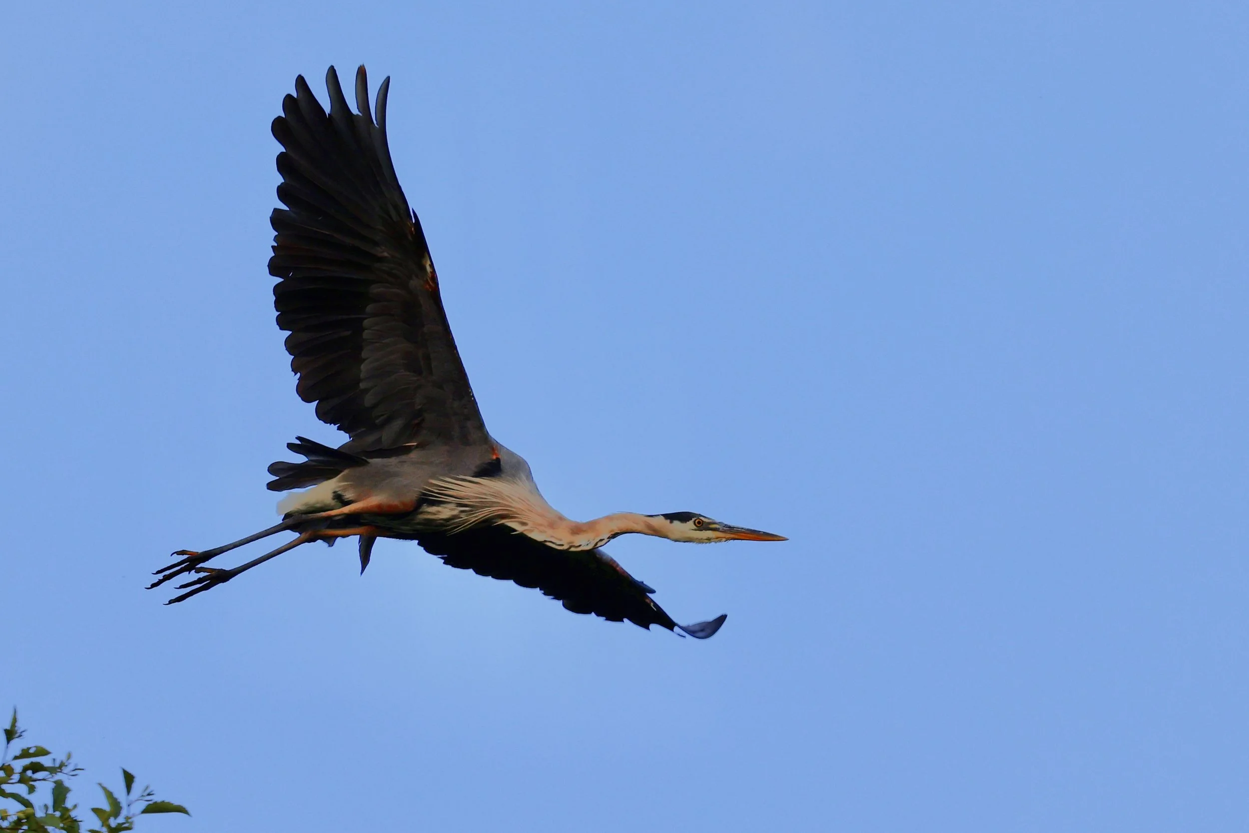 A large bird, possibly a heron or egret, flying in a clear blue sky with some tree branches visible in the lower left corner.