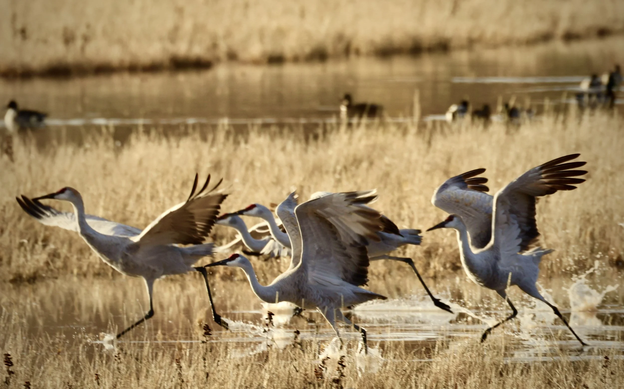 A large flock of cranes running through a field near a water body.
