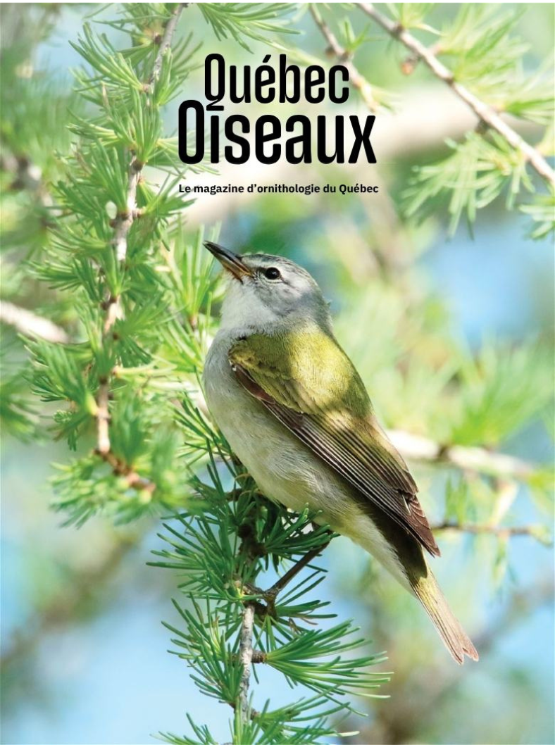 Couverture du magazine avec un oiseau vert et gris perché sur une branche d'arbre dans un environnement naturel, avec le texte "Québec Oiseaux".