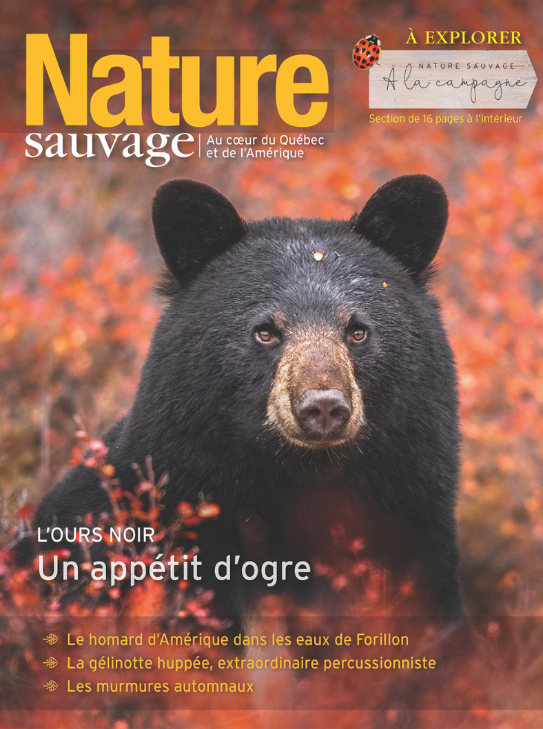 Une couverture de magazine montrant un ours noir en premiers plans avec un fond automnal aux couleurs orange et rouge. Texte en français sur le sujet de la nature sauvage.