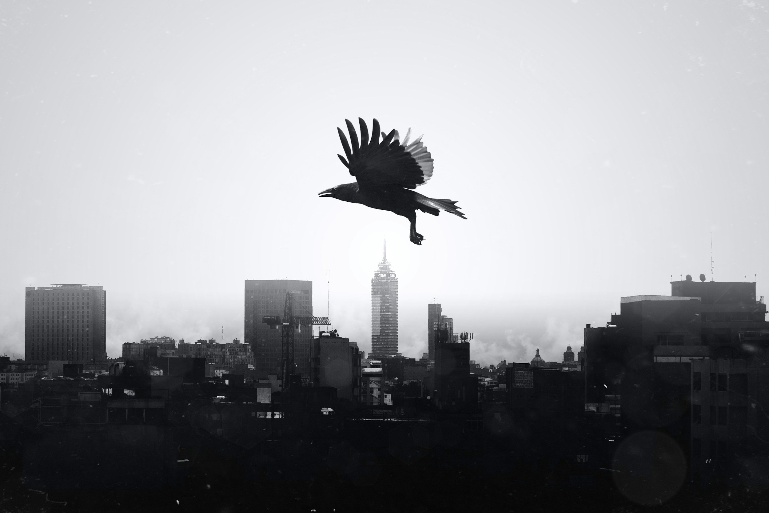 Crow in Flight over city therapy therapist counseling counselor services mental health play geek nerd fun exciting