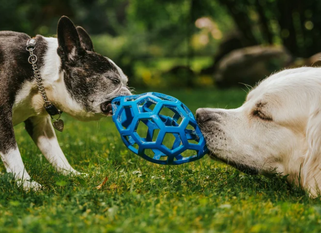 What Is Enrichment-Oriented Pet Care?