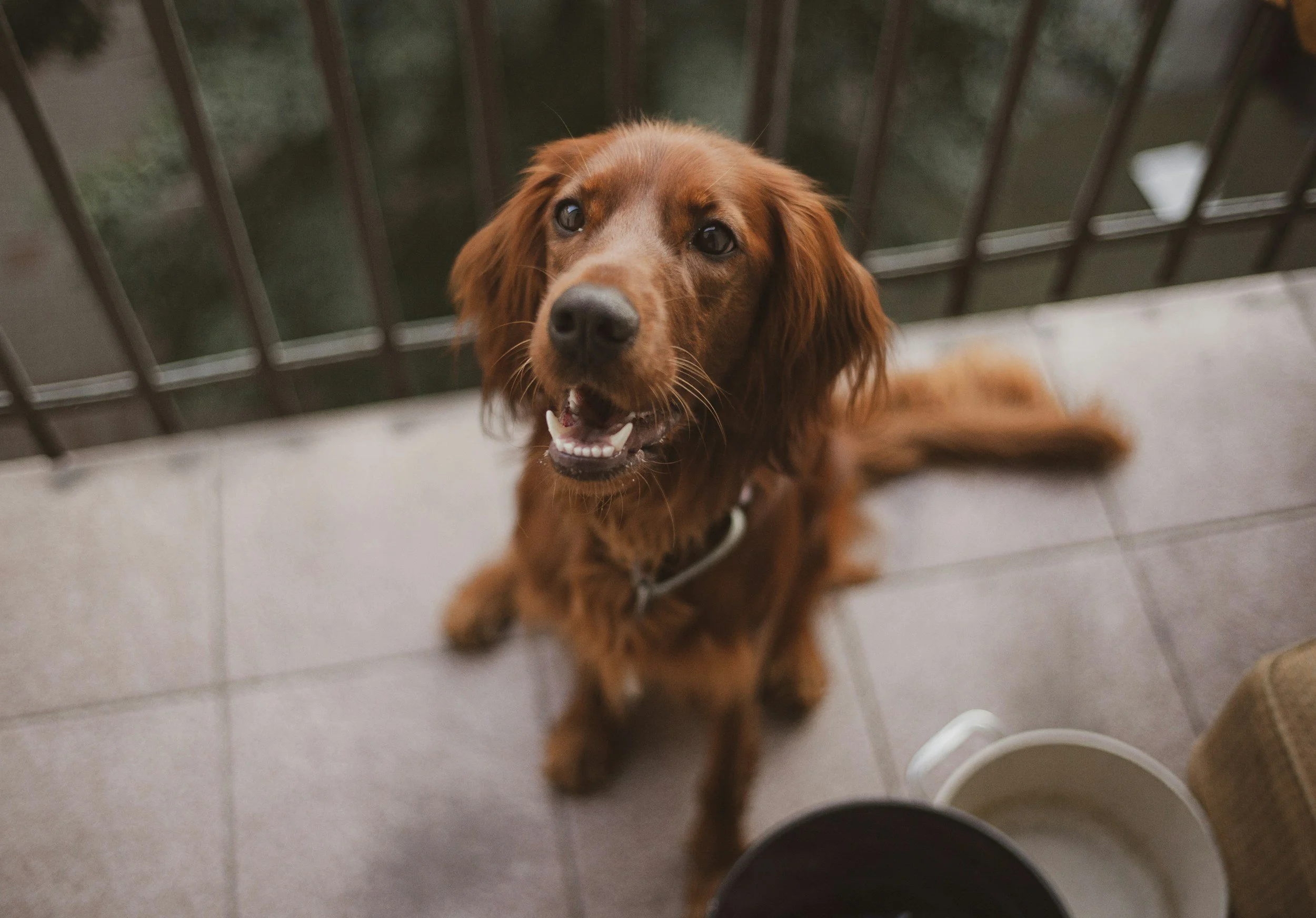 Pet Patio &amp; Turf Refresh
